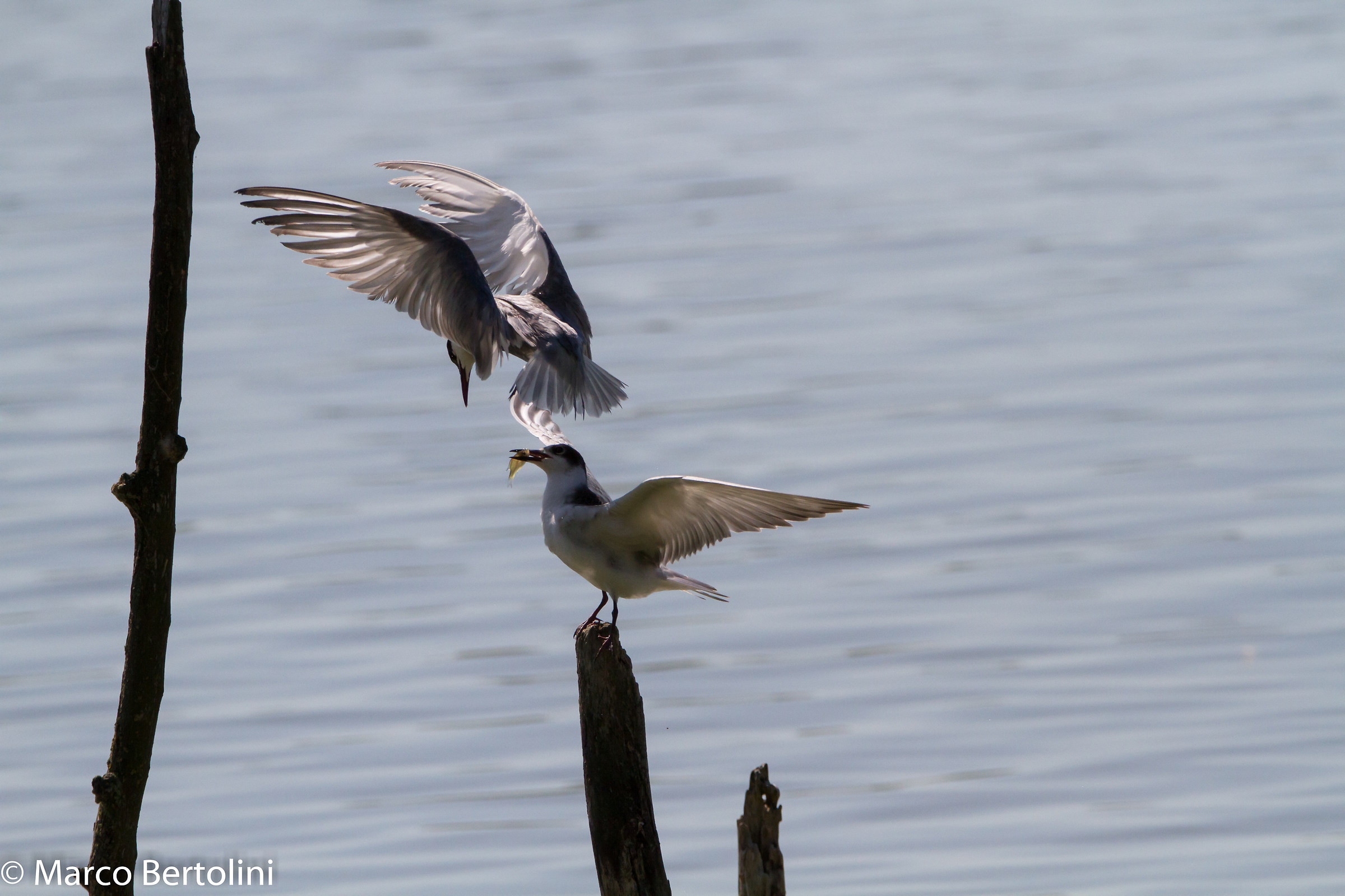 Sequence black terns plunged 2
