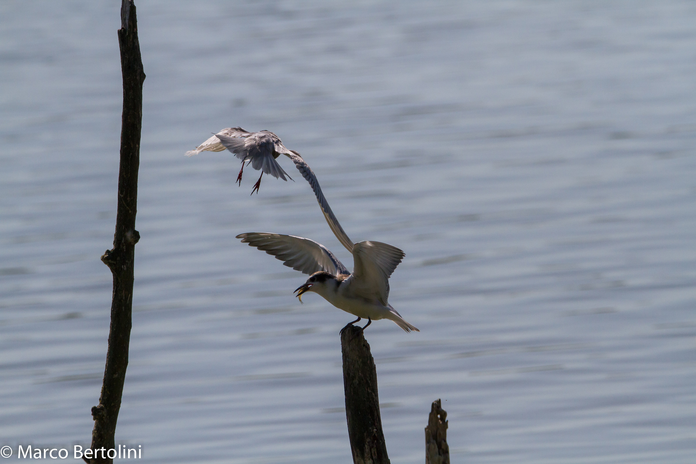 Sequence black terns plunged 3