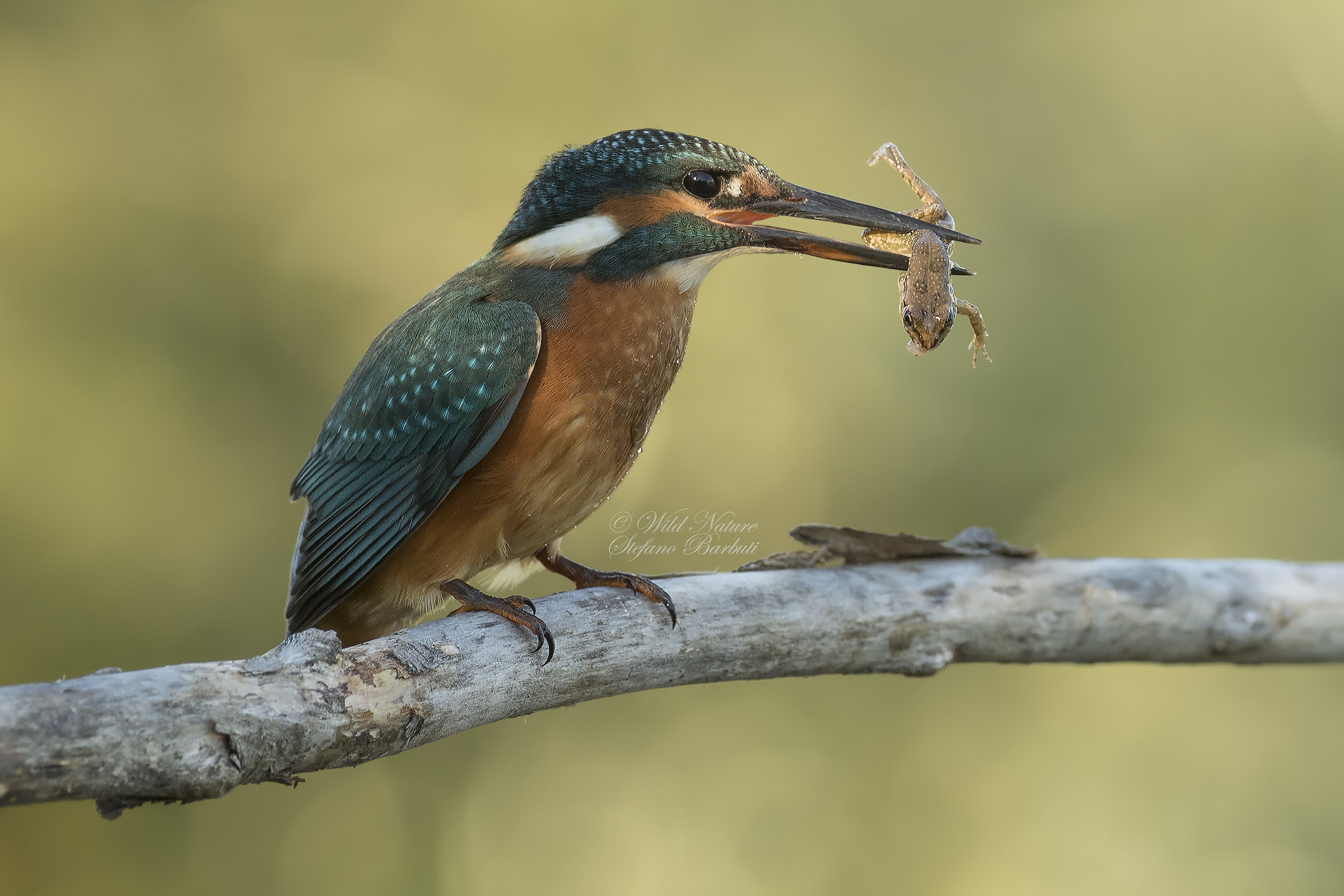 The Young Martina strikes again ....