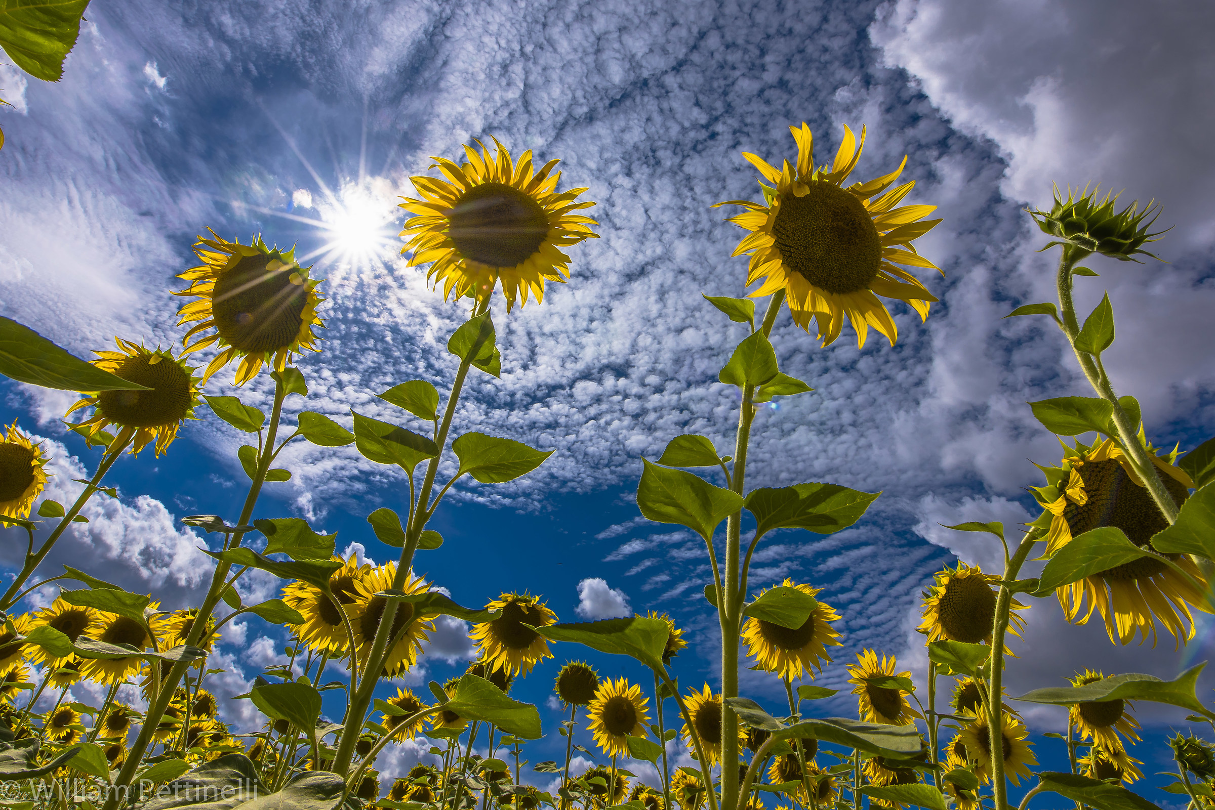 Sunflowers from Below