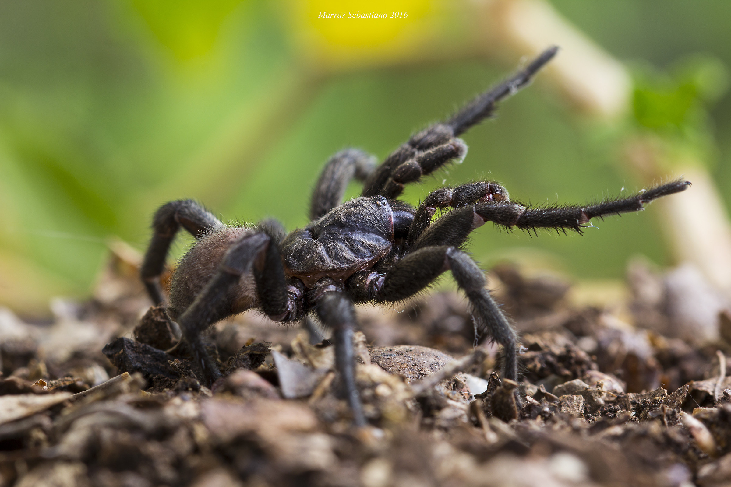 Amblyocarenum nuragicus (ragno botola nuragico )