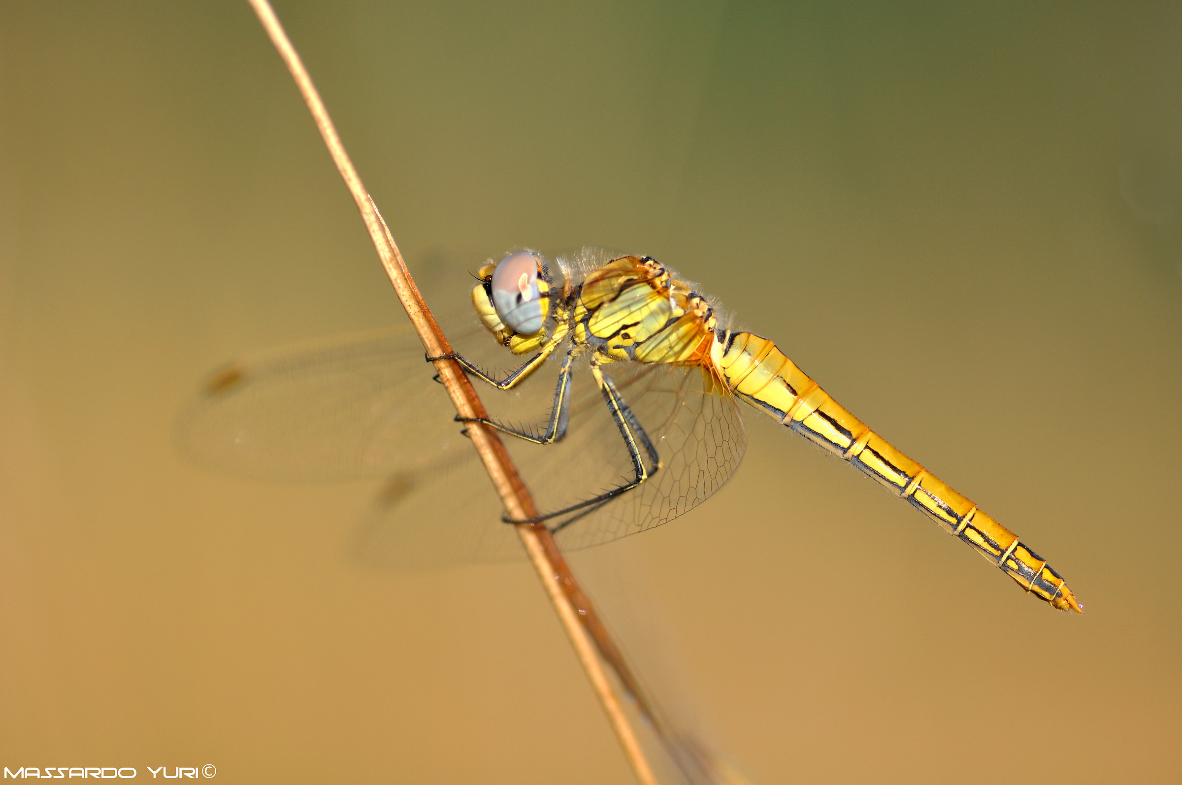 Sympetrum fonscolombii