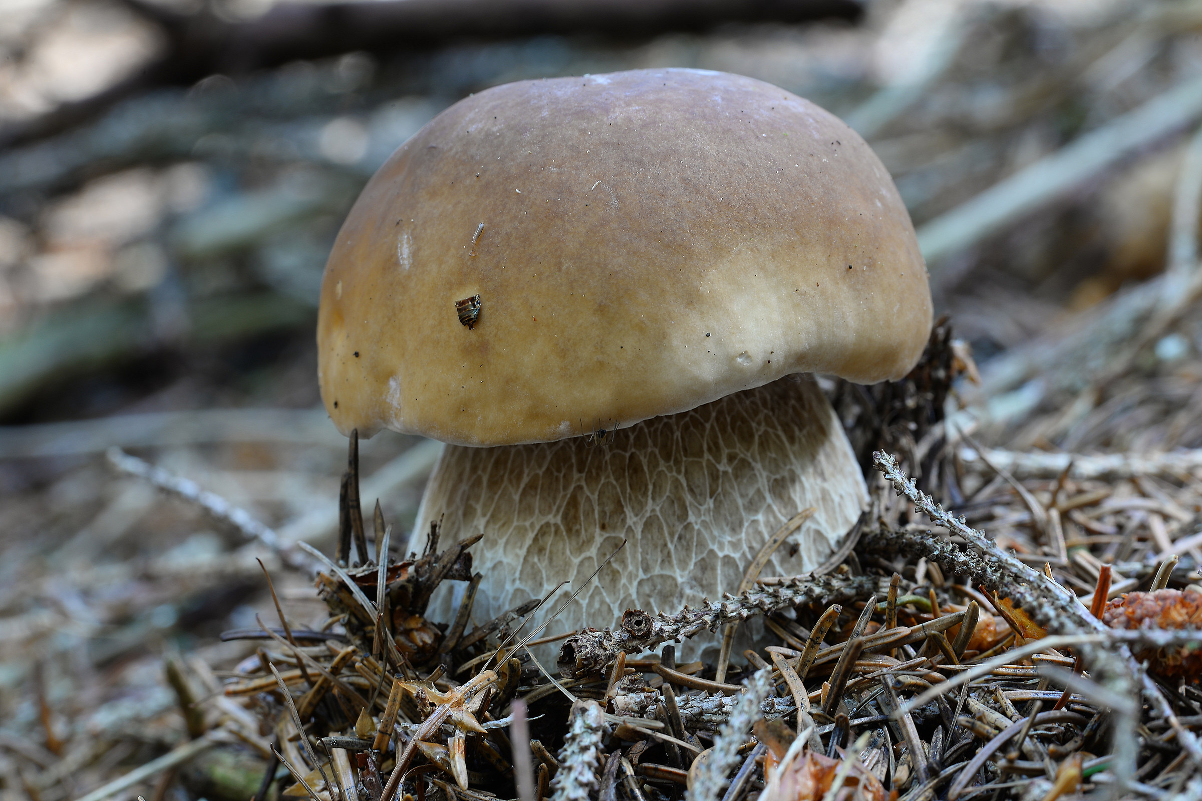 Spider goes on a trip on the porky