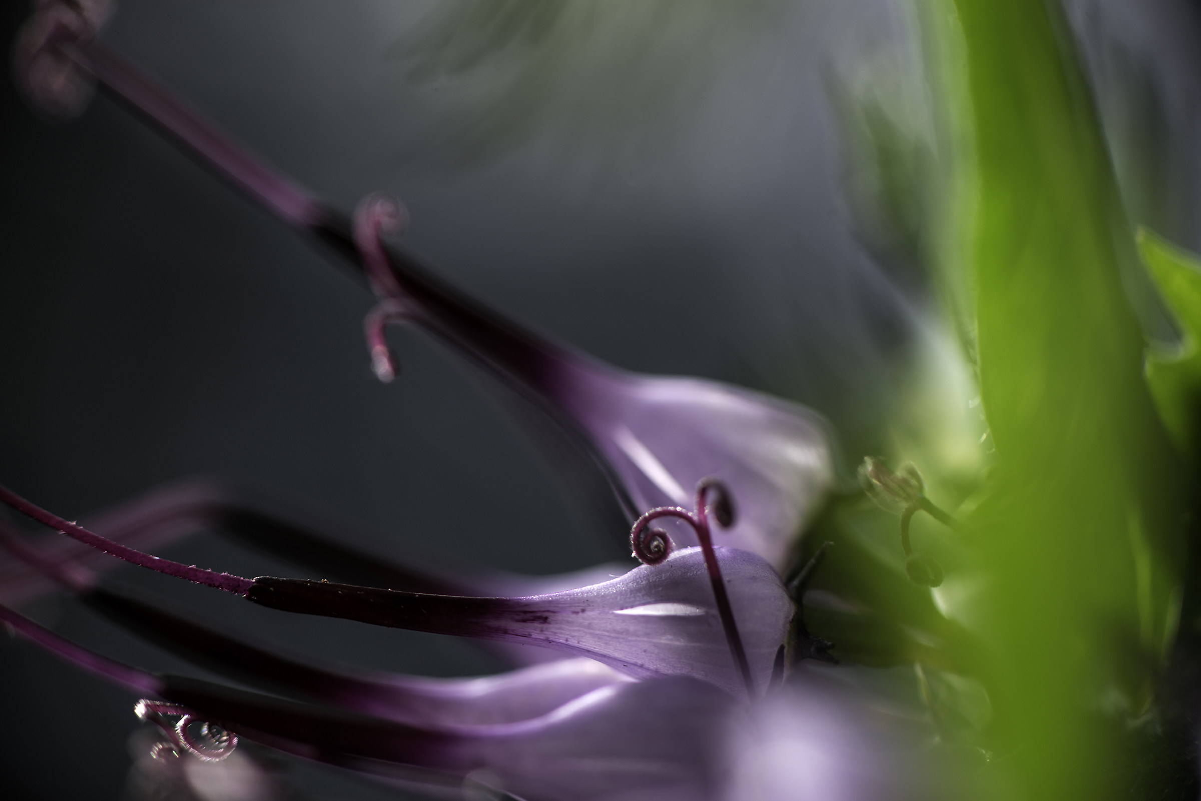 Rampions rock (Physoplexis comosa)