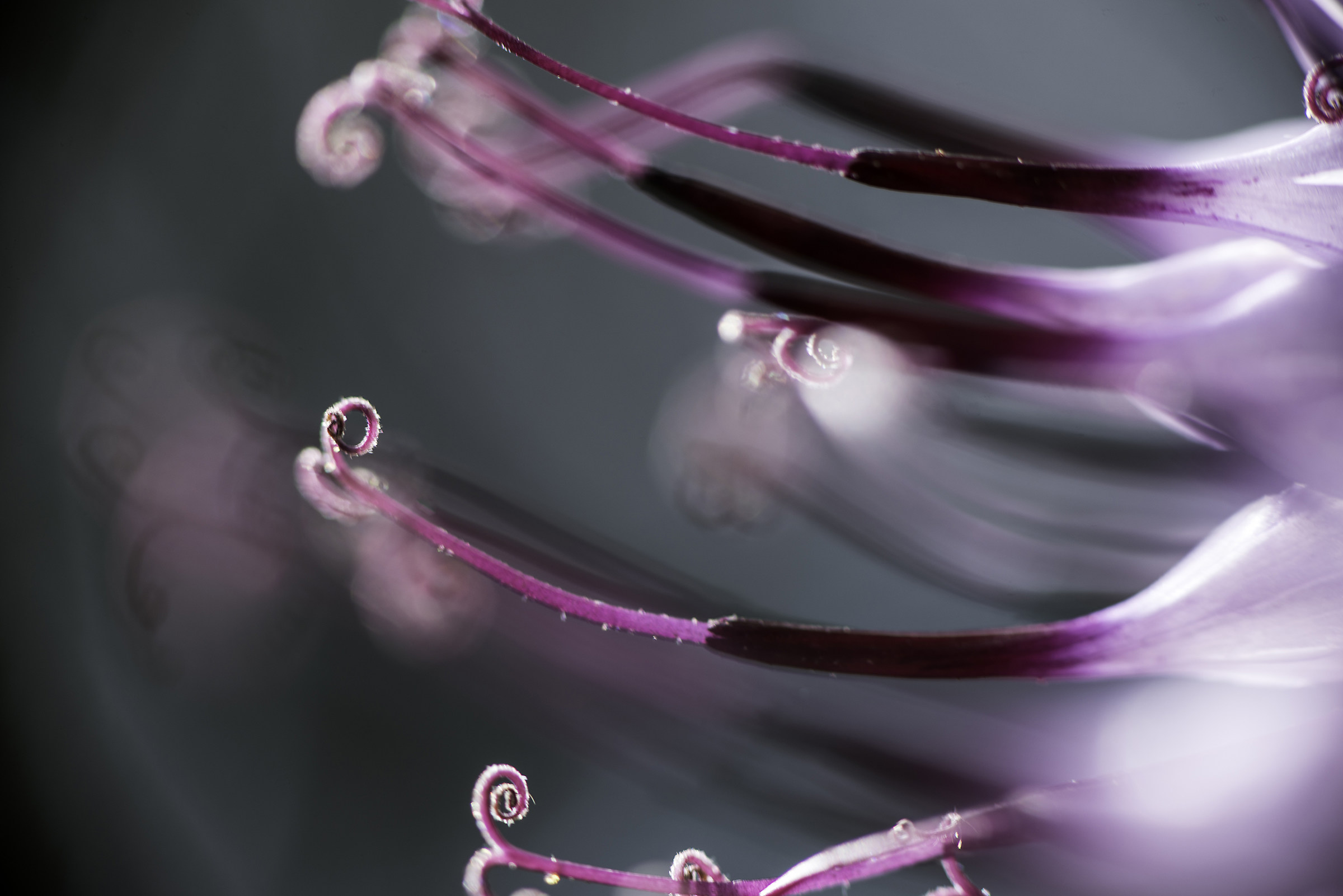 Rampions particular rock