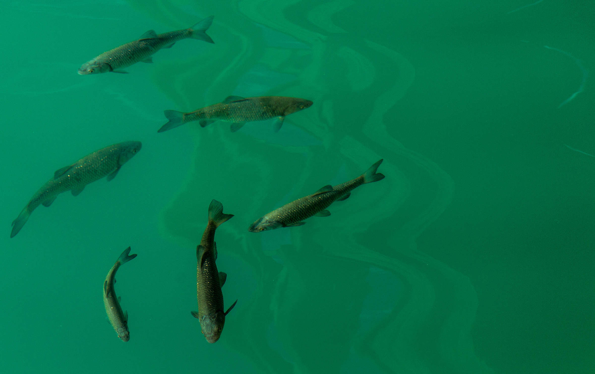Pesci. Ponte Antoi, Barcis