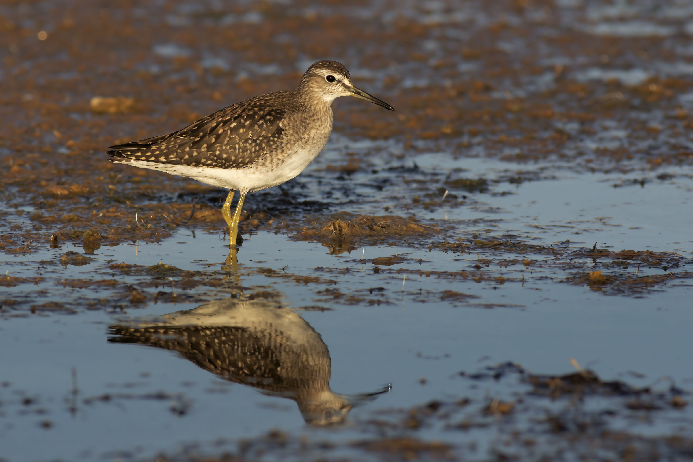 Wood Sandpiper