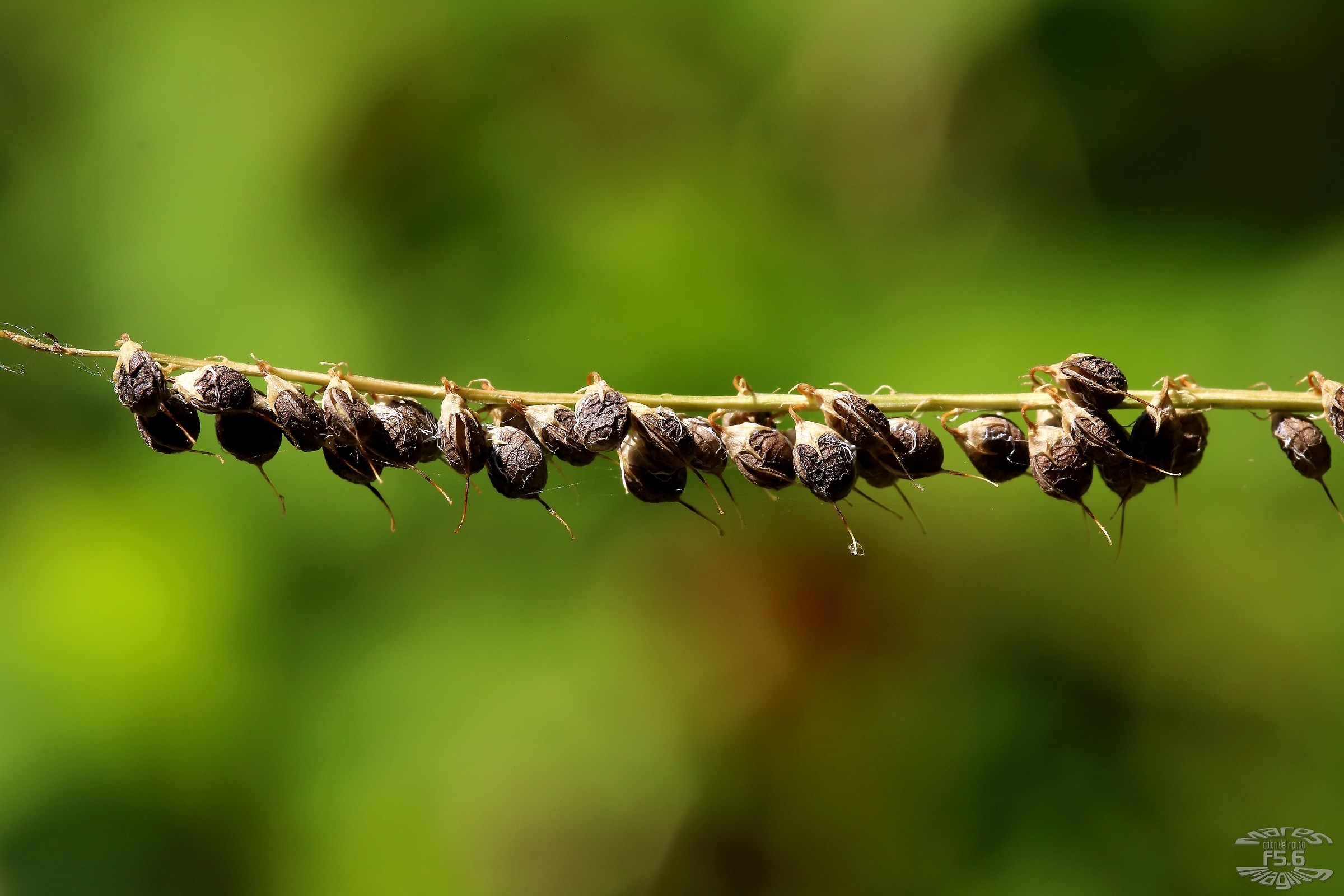 Nuts do coconut ..... almost