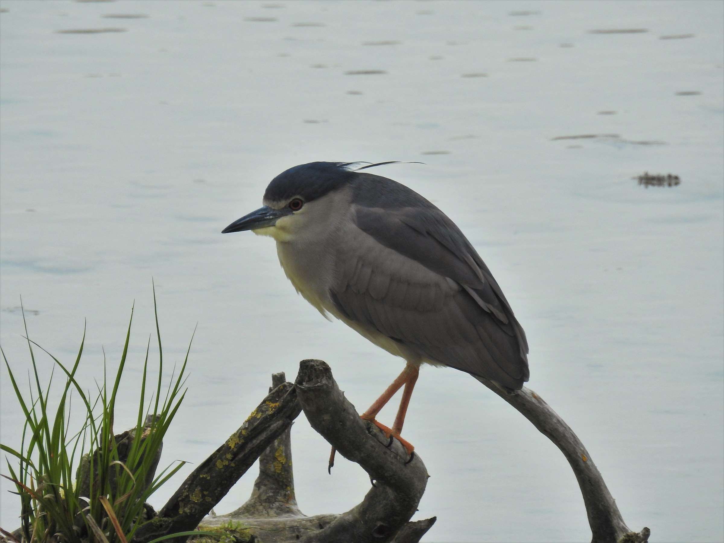 Night Heron