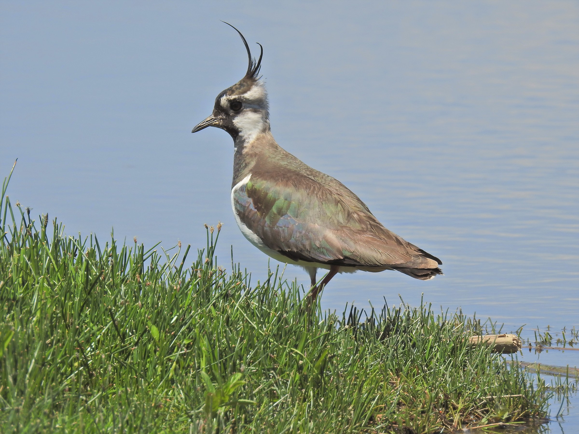 lapwing