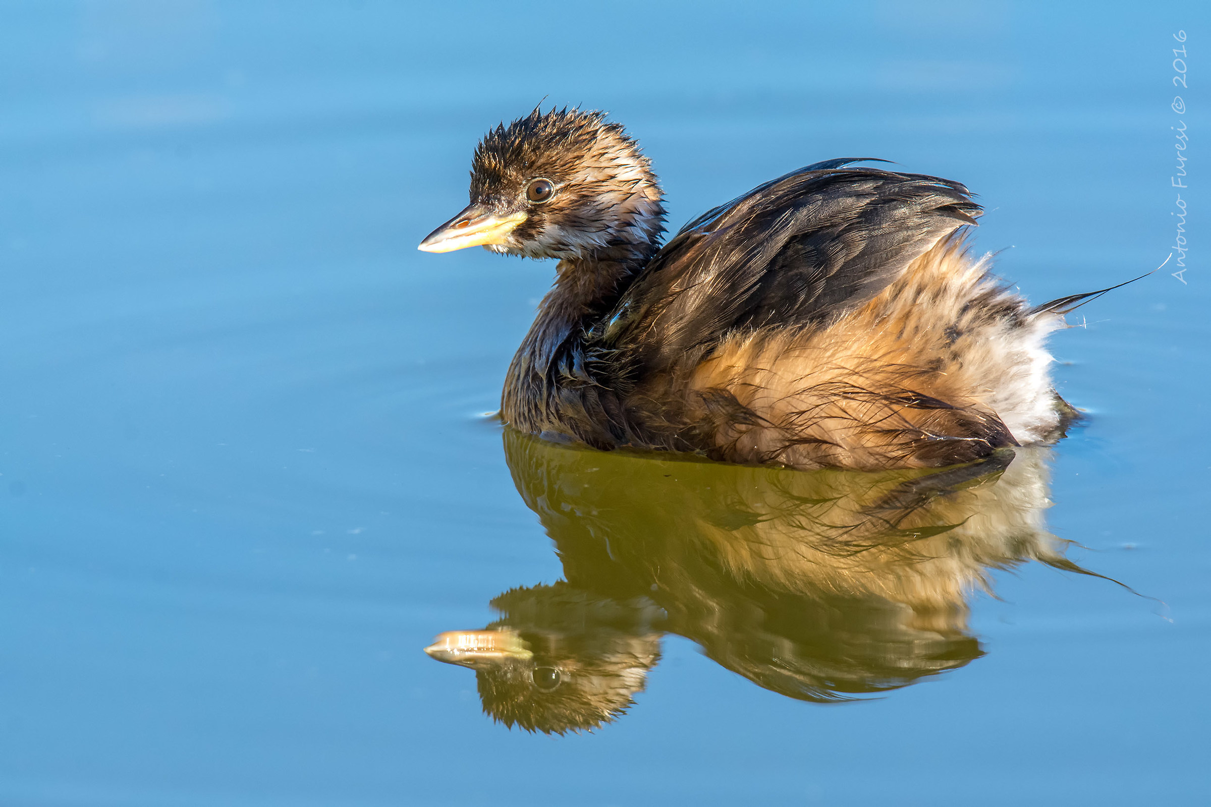 Little grebe young