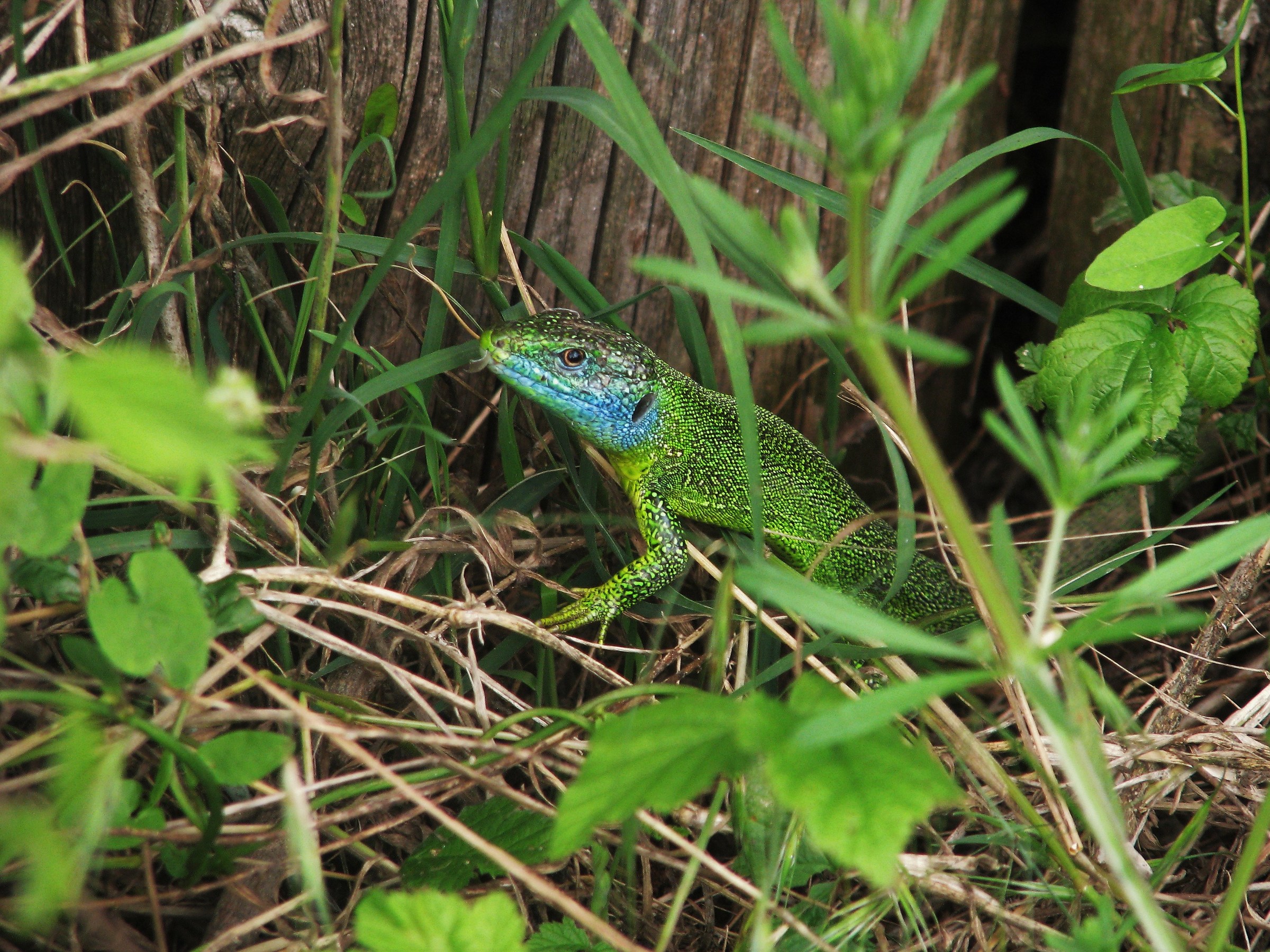 green lizard