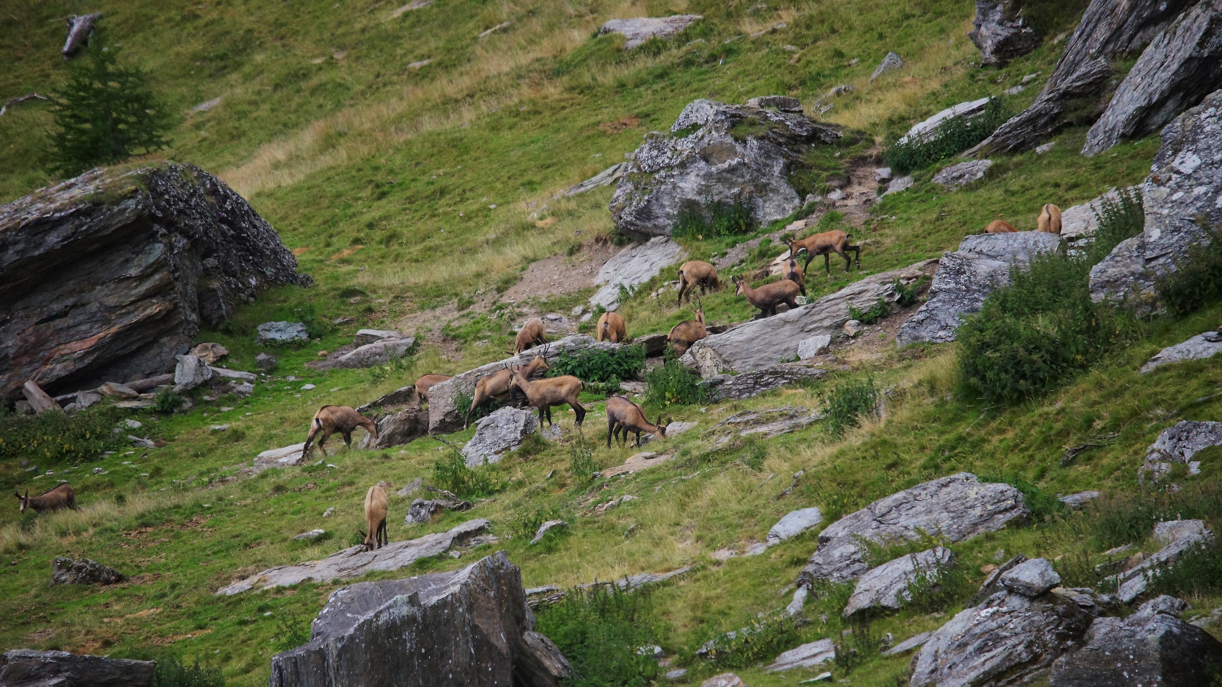 chamois over the saddle