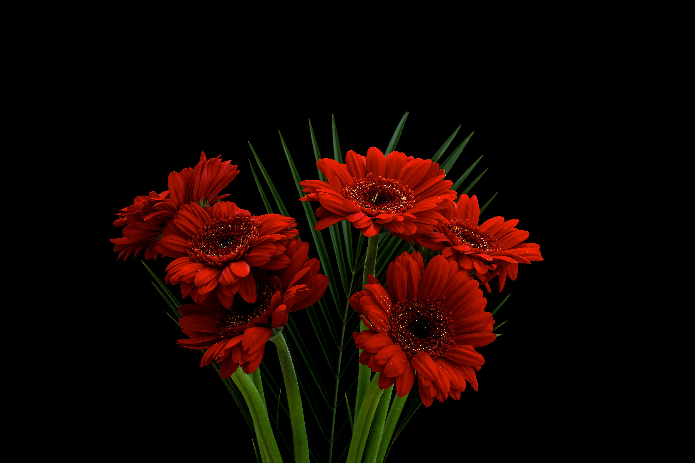 The red gerberas