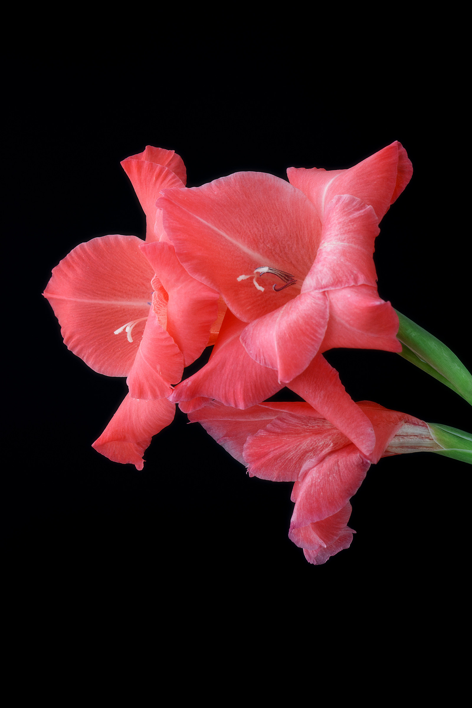 pink gladioli