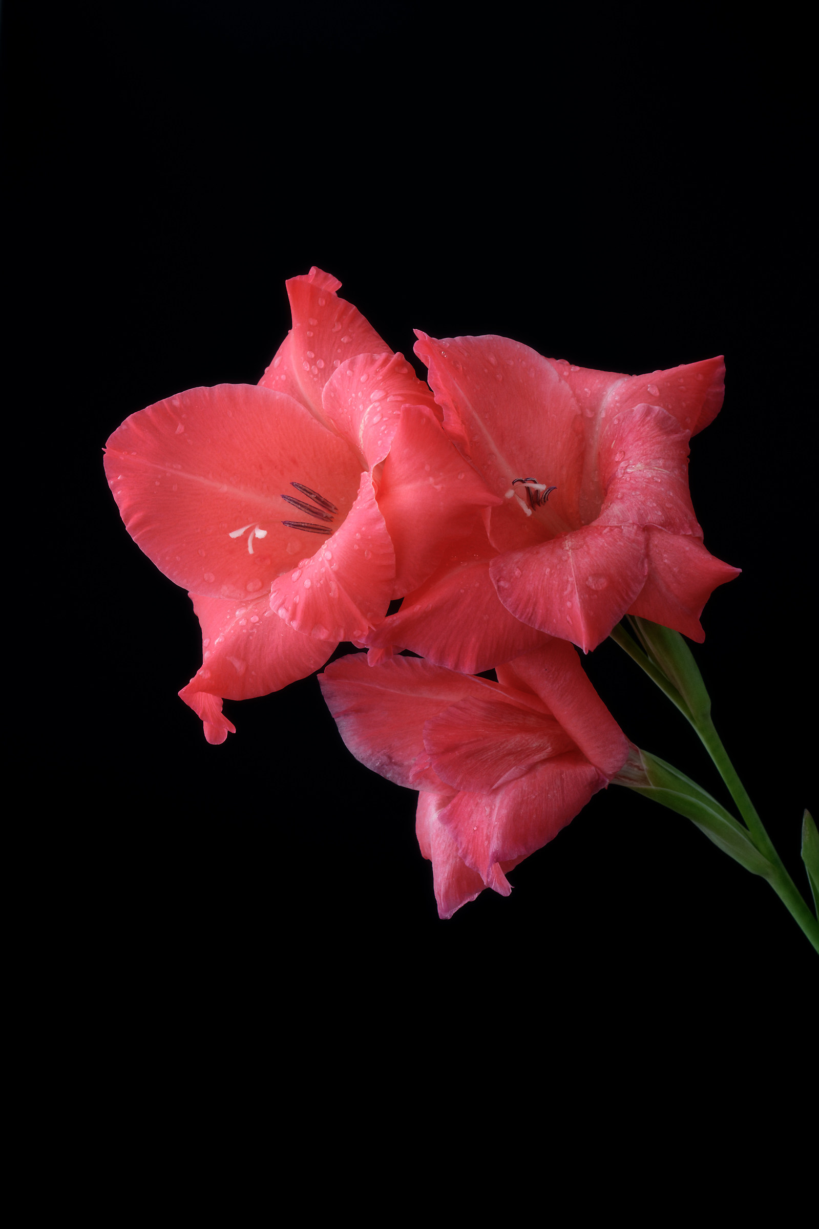 Gladiolus and drops