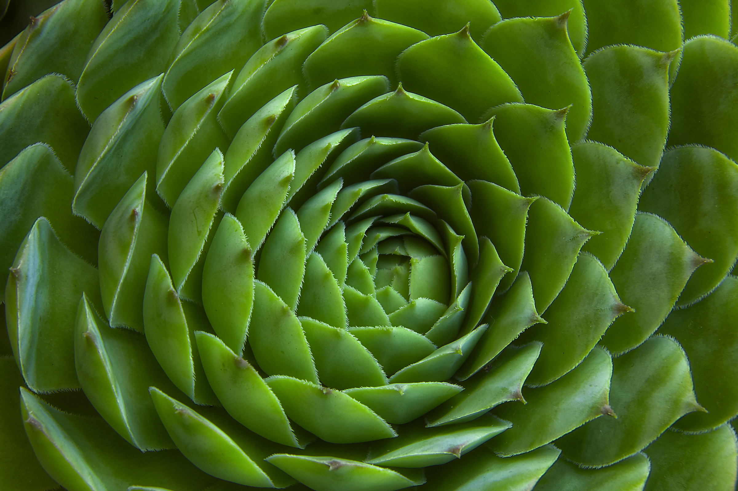 succulent leaves