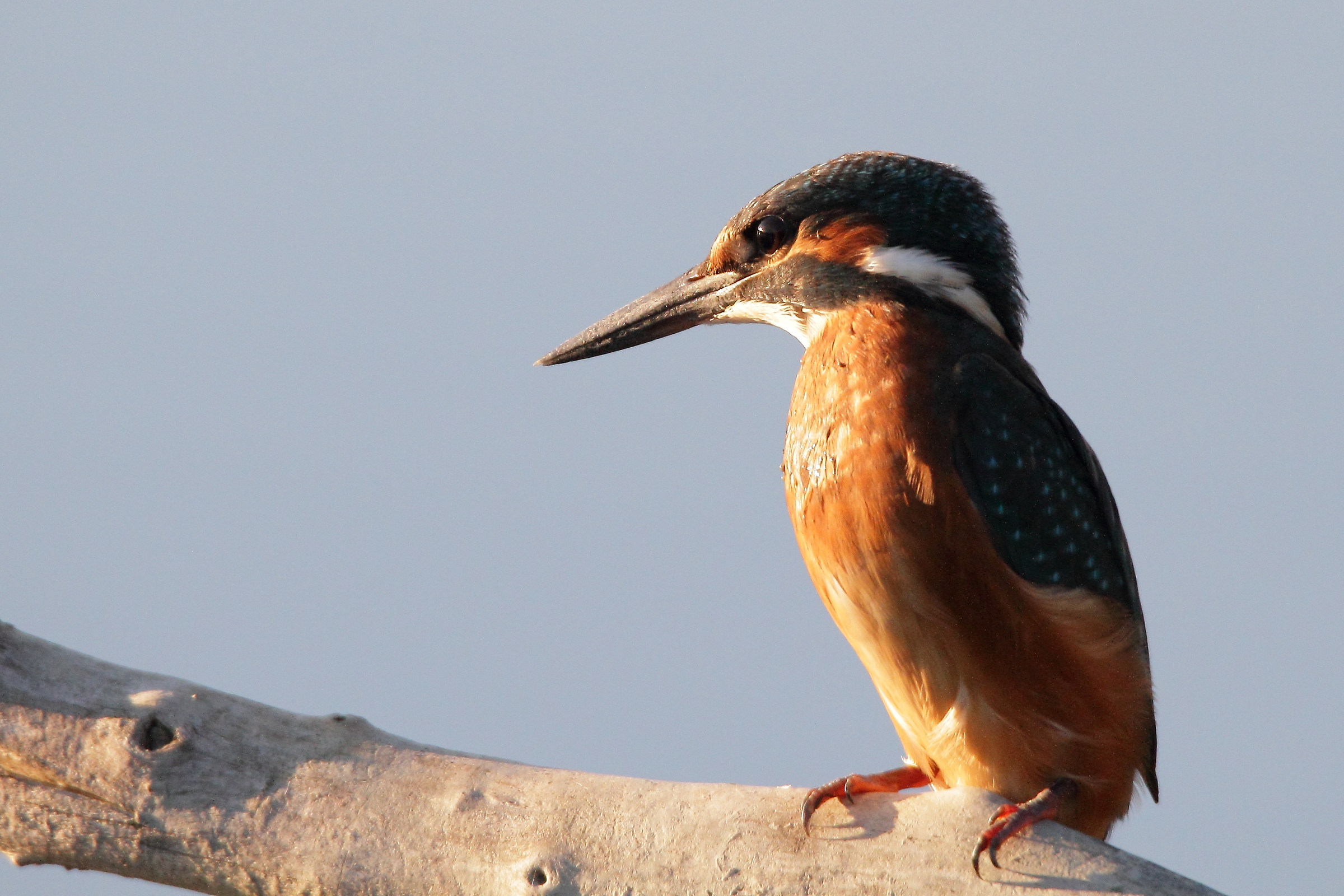 Kingfisher at sunset