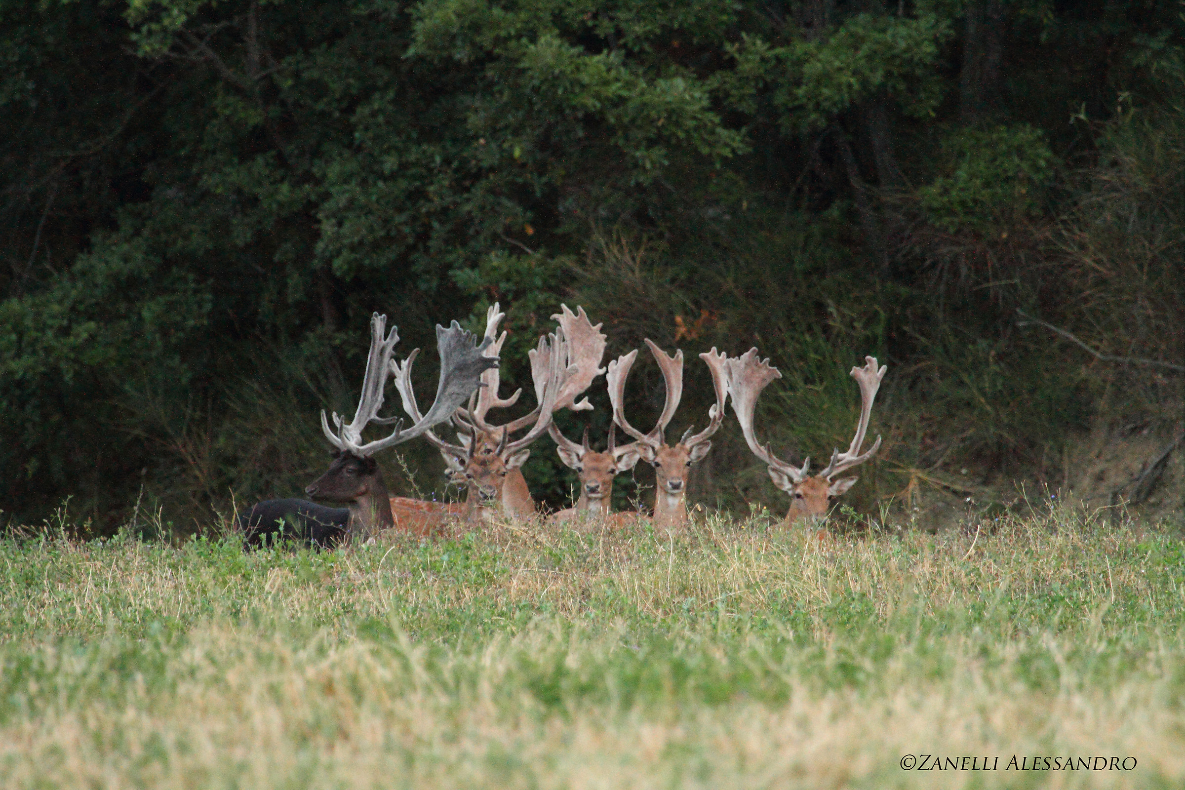 Pack of males and a melanistic