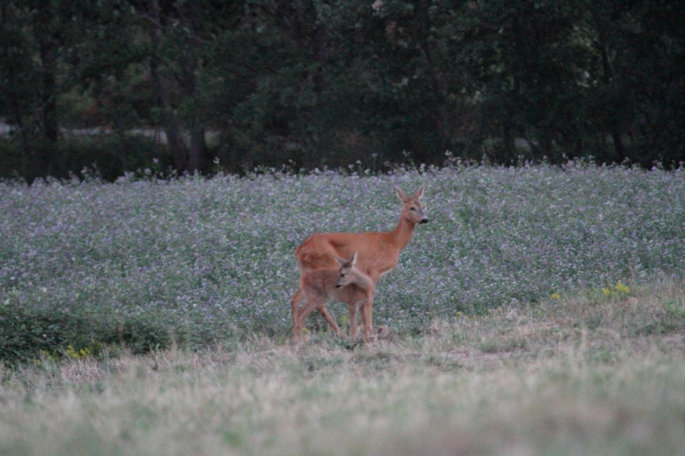 Quiet, I look at his back I