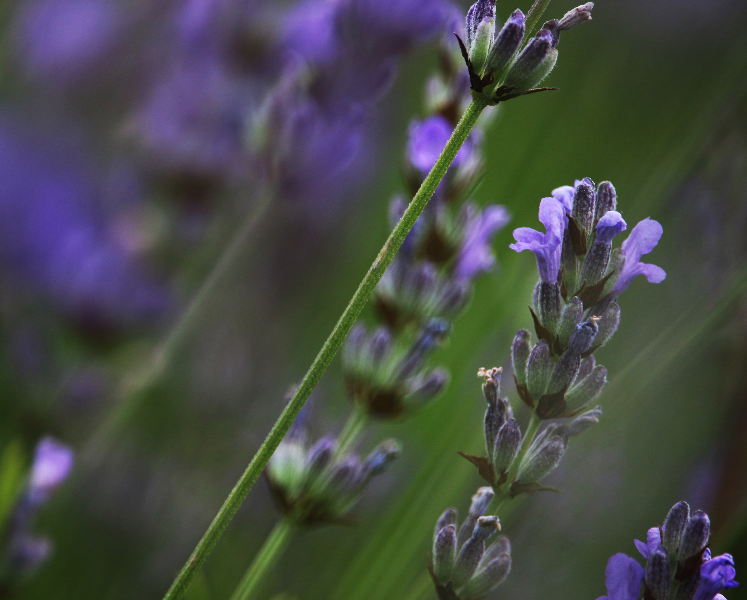 Dipingere la lavanda