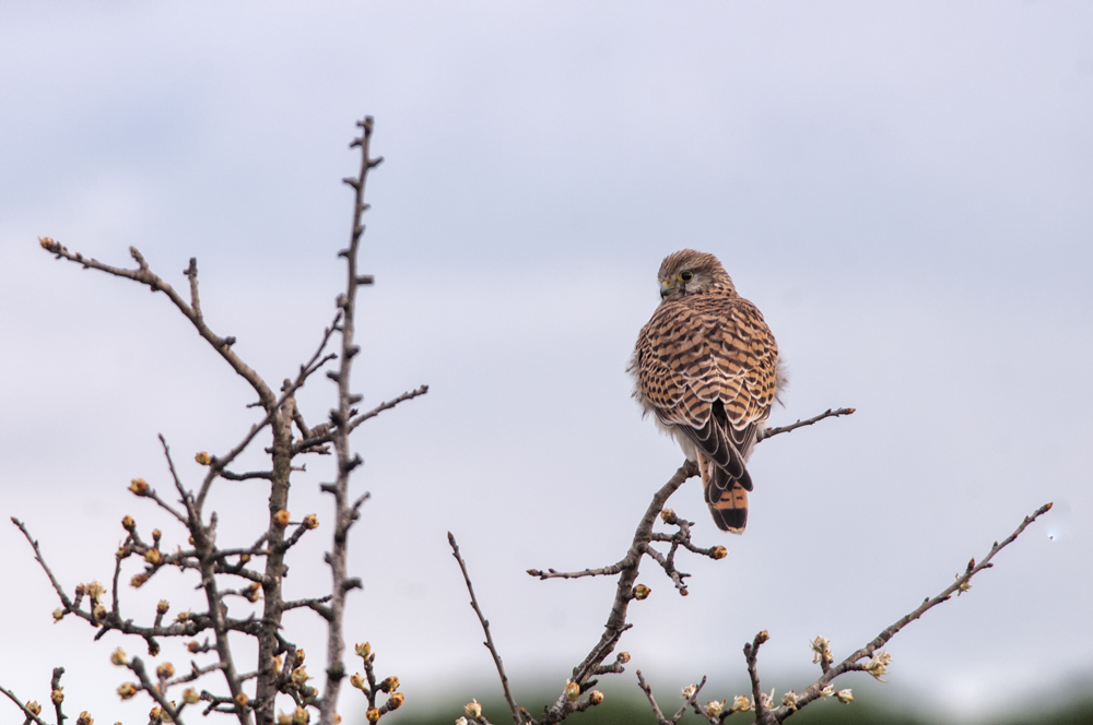 kestrel