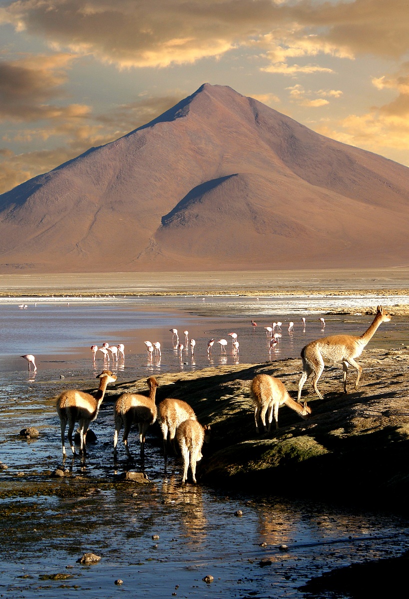 Evening watering-Laguna Colorada