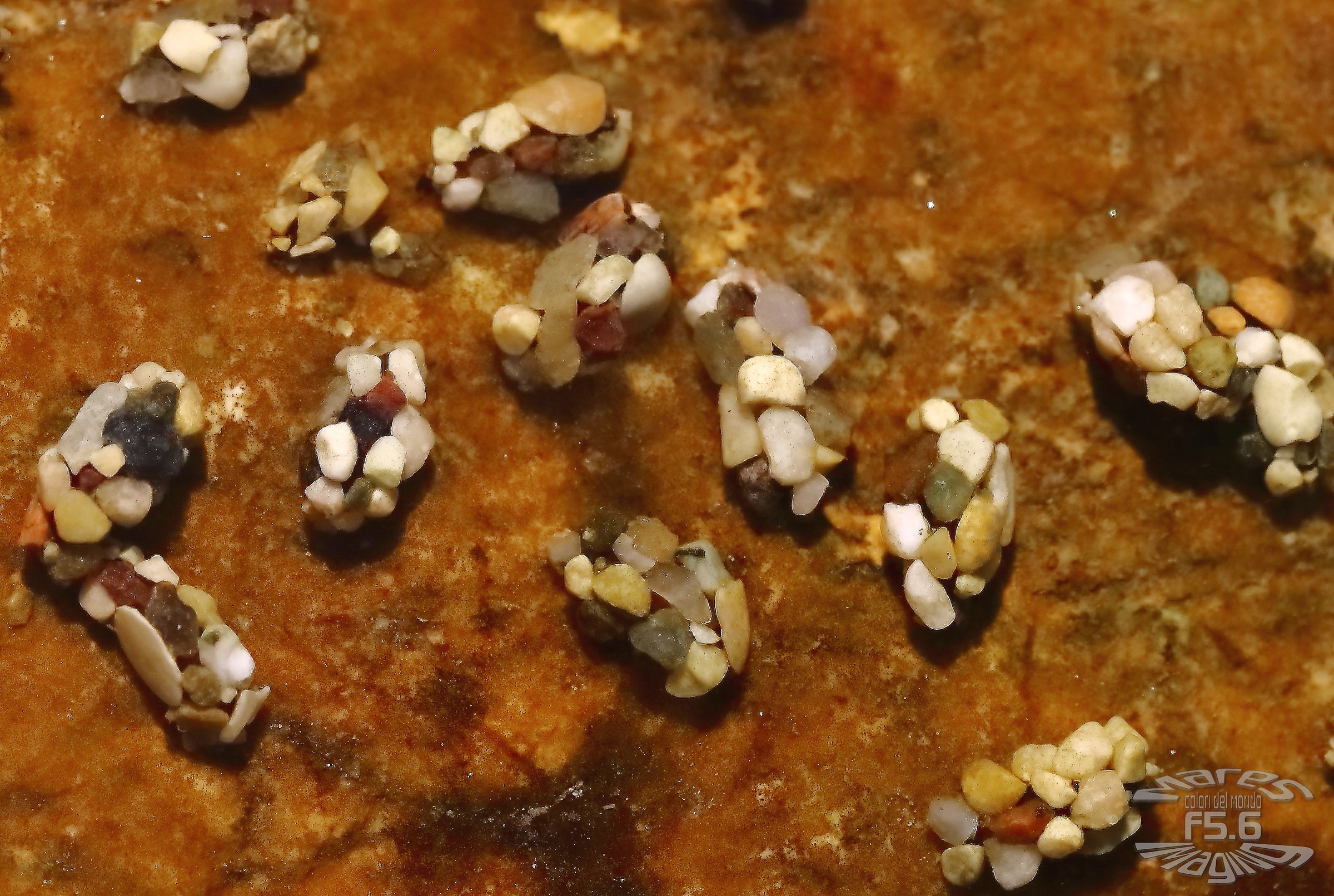 Strane aggregazioni nel Brenta