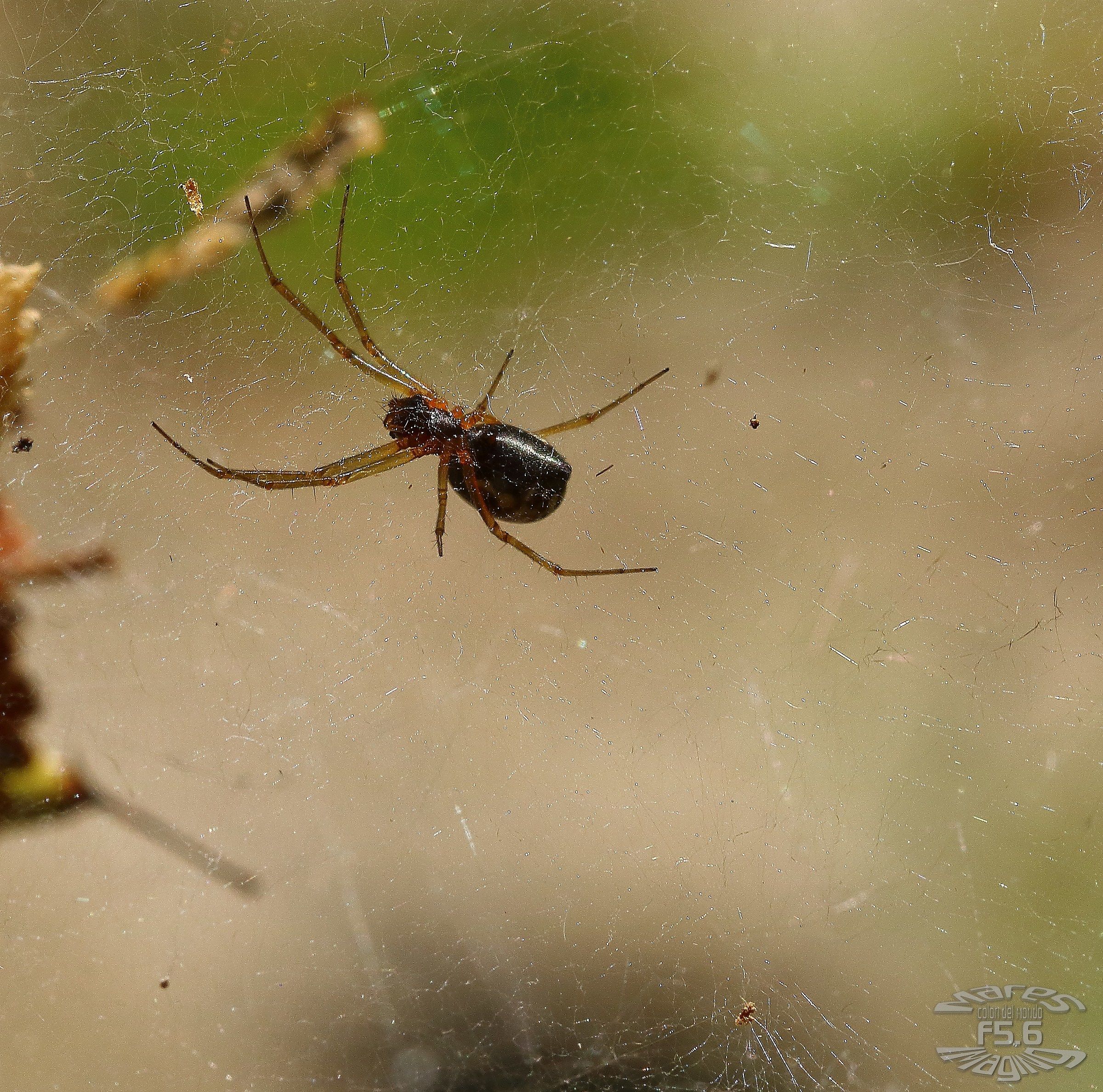 Immerso nella mia tela