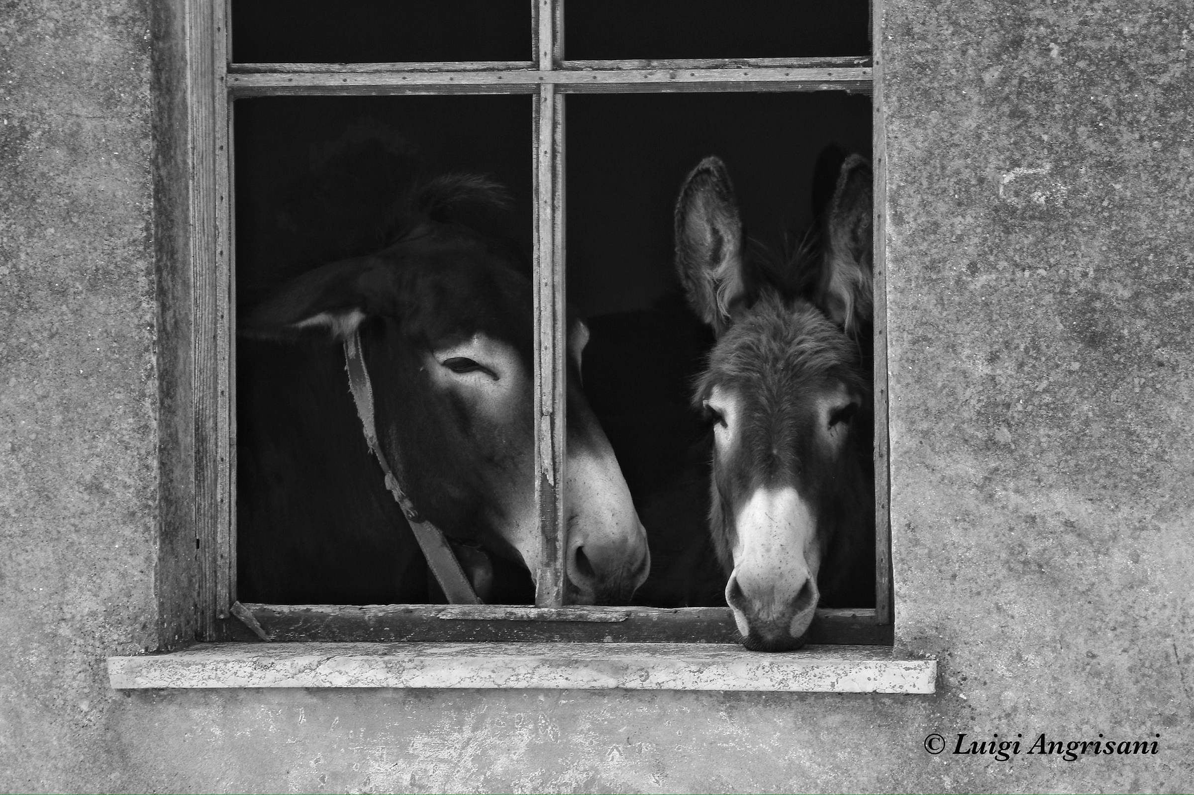 La casetta degli asinelli