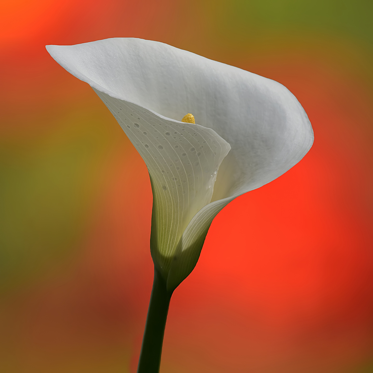 Calla