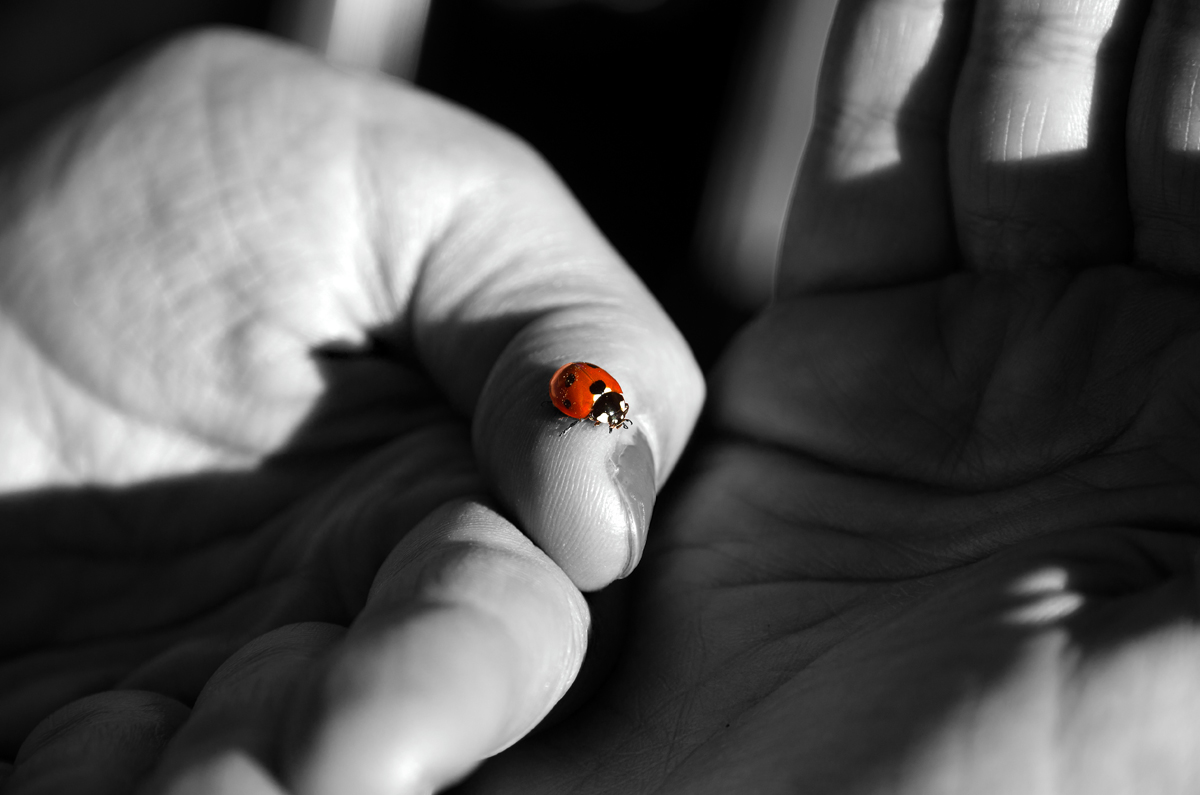 Red ladybug