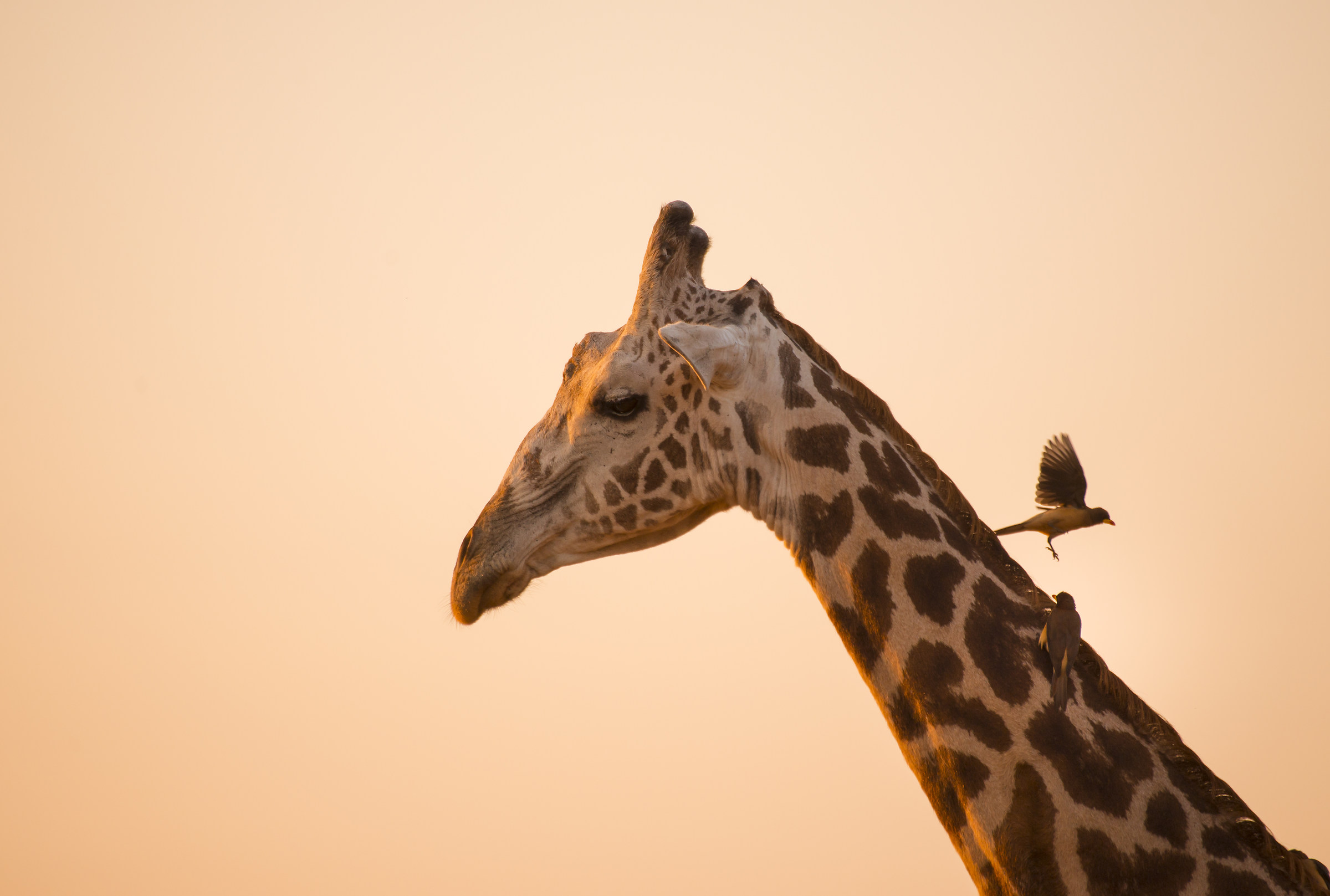 Giraffe at sunset