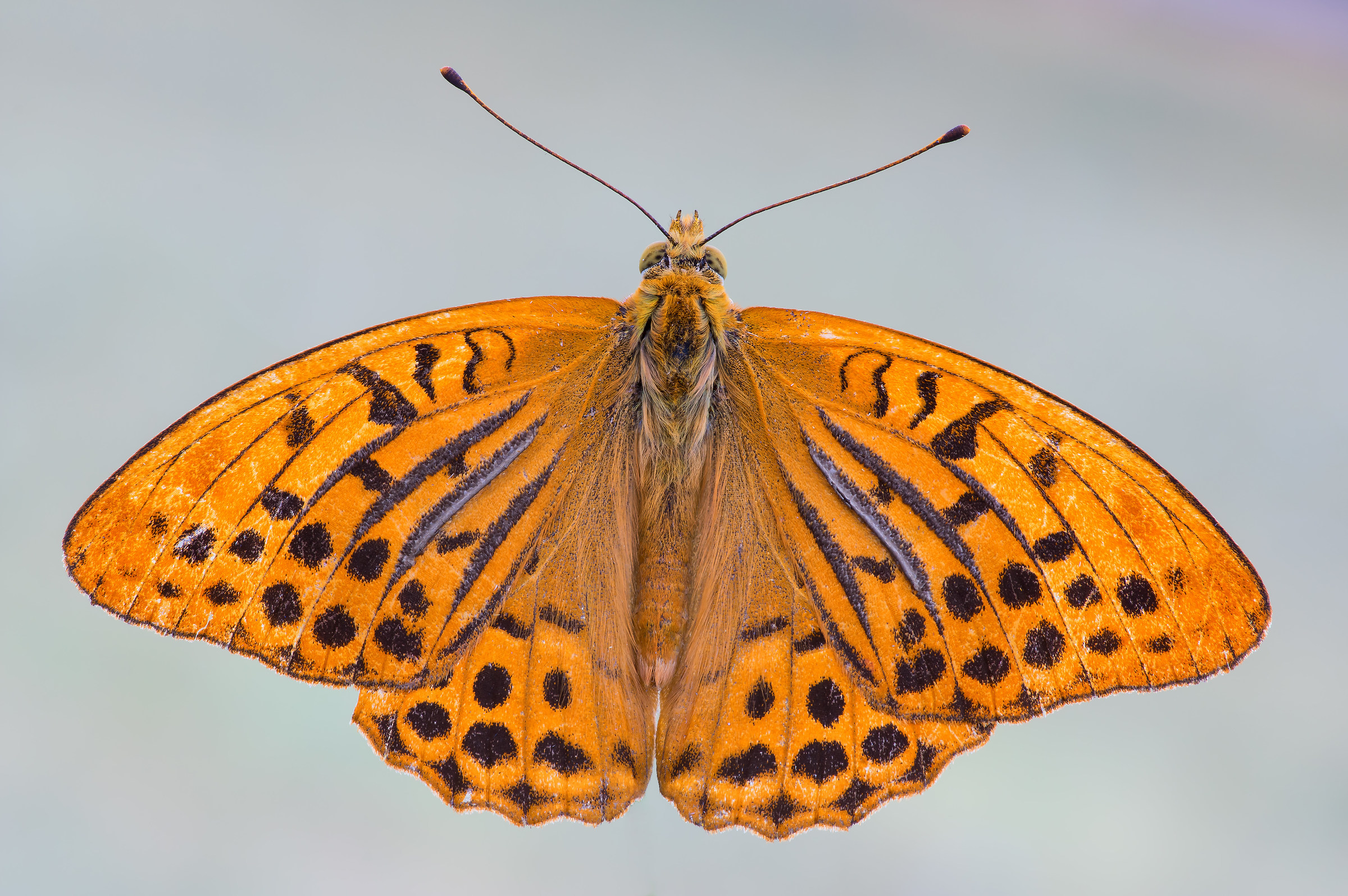 Argynnis paphia ad ali aperte