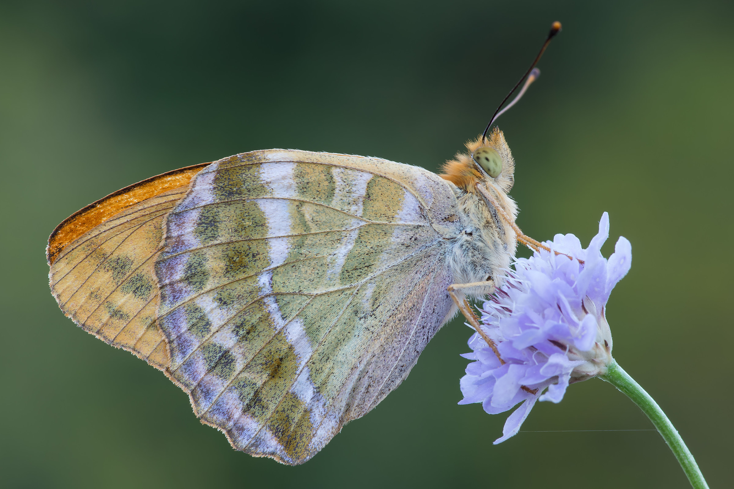 Argynnis paphia - pixel shift