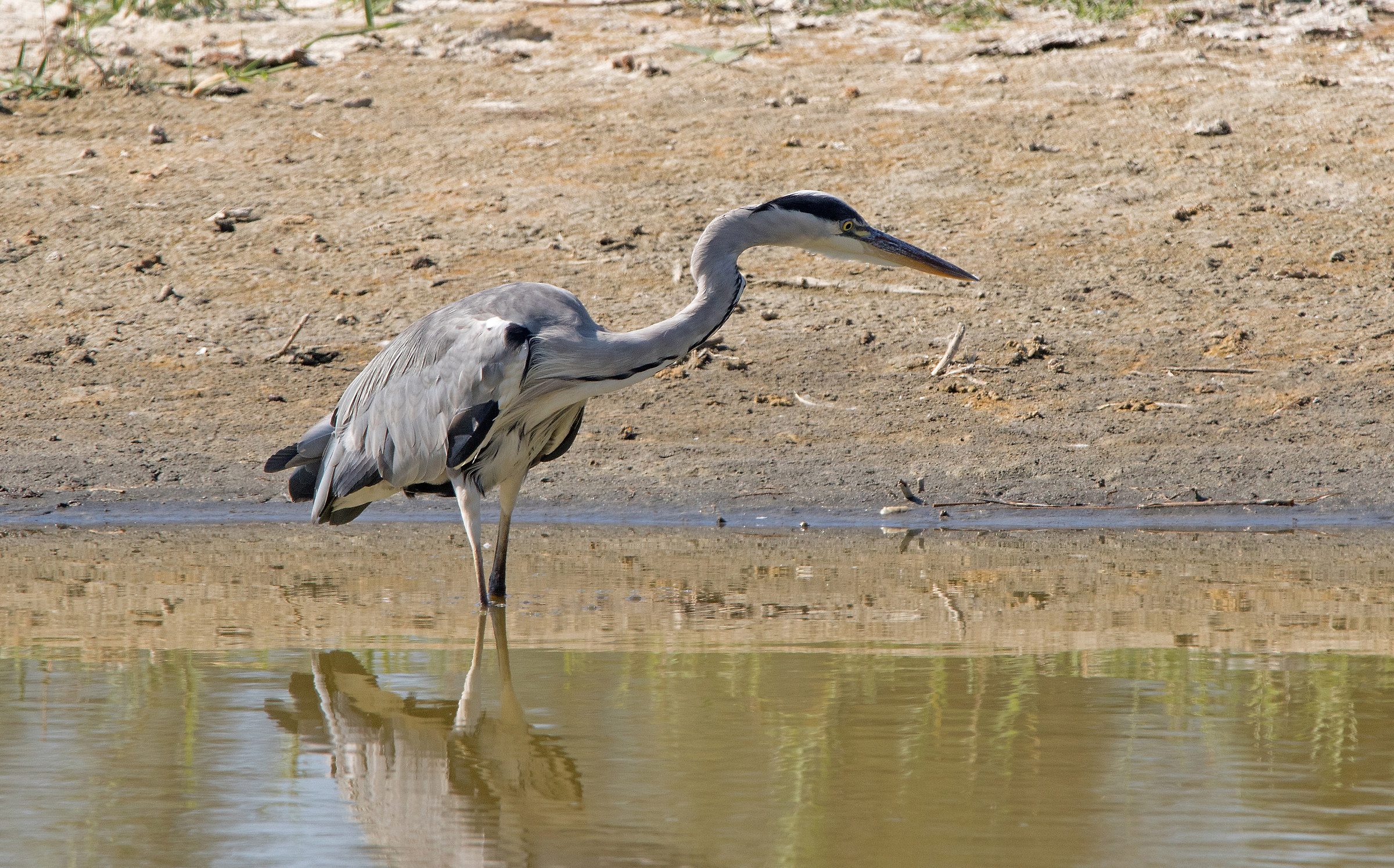 Grey Heron