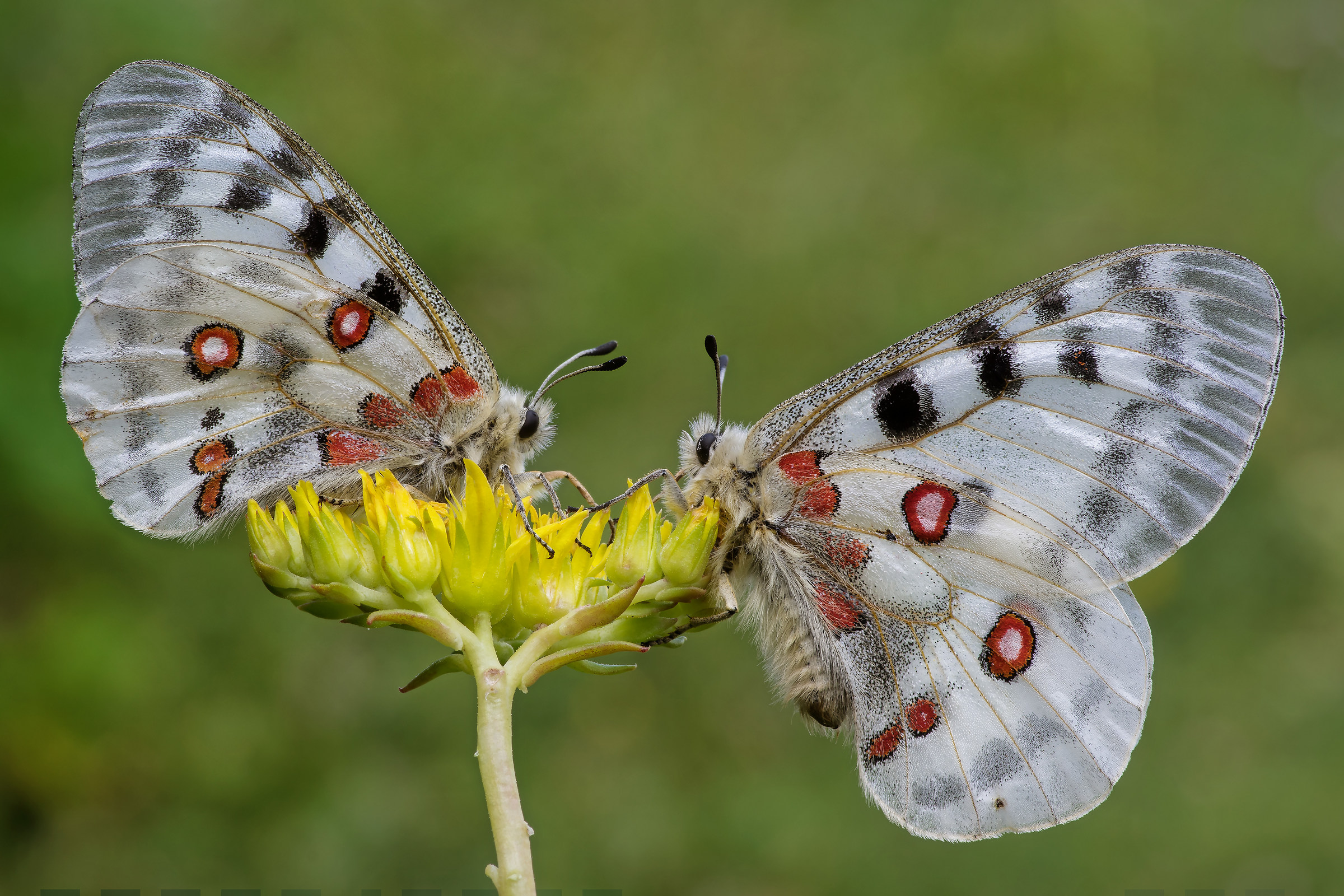 Coppia di Parnassius apollo