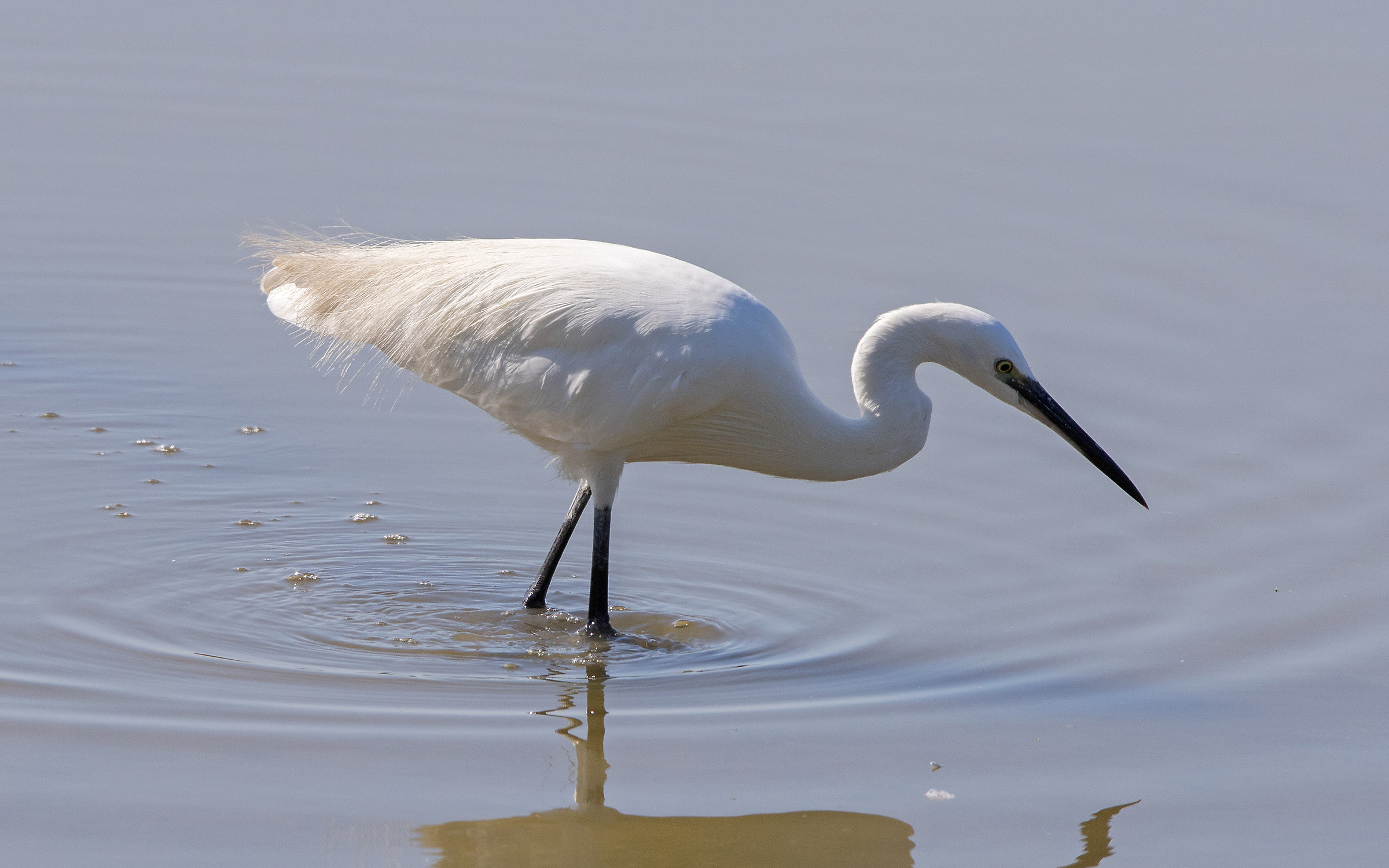 egret