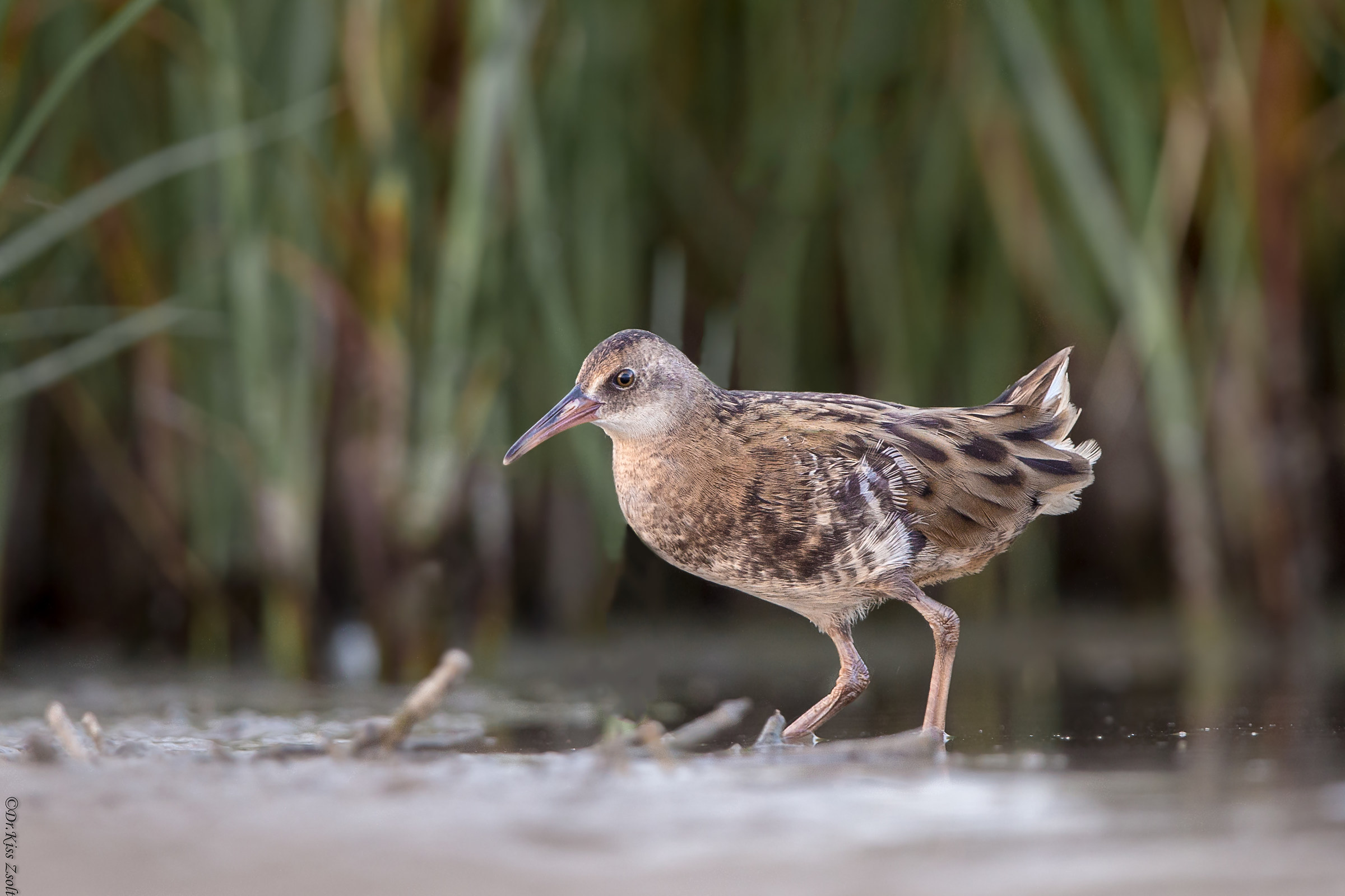 porciglione giovanile
