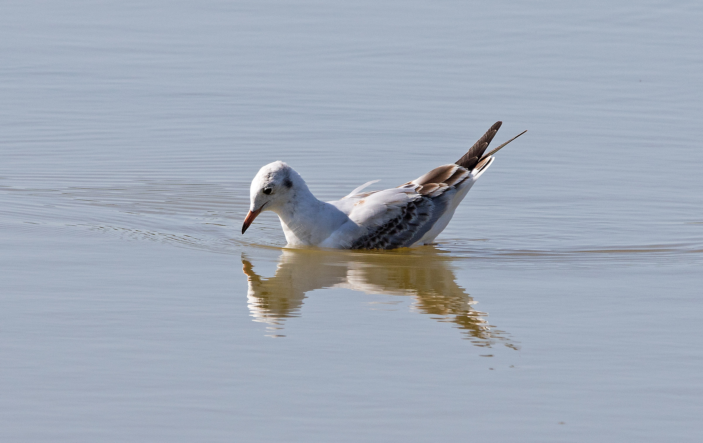 Seagull puppy