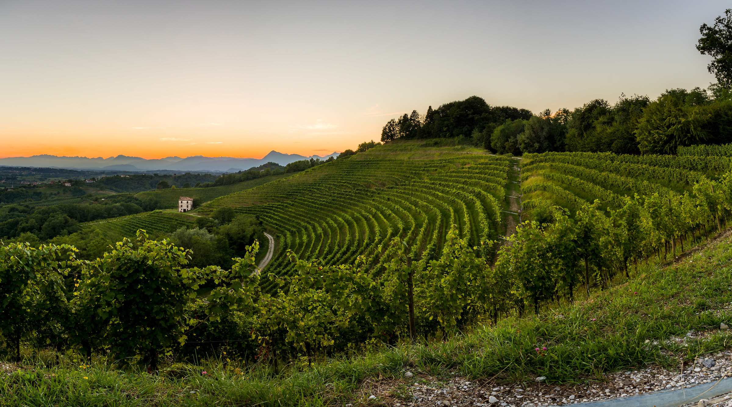 Tramonto sui vigneti