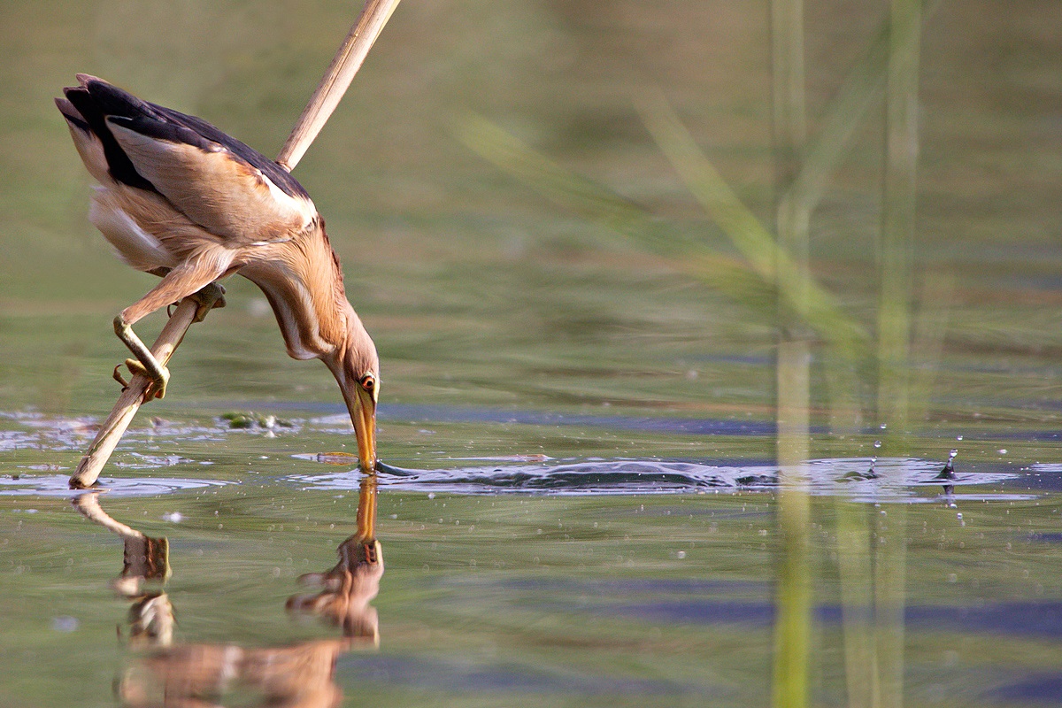 bittern (Ixobrychus minutus)