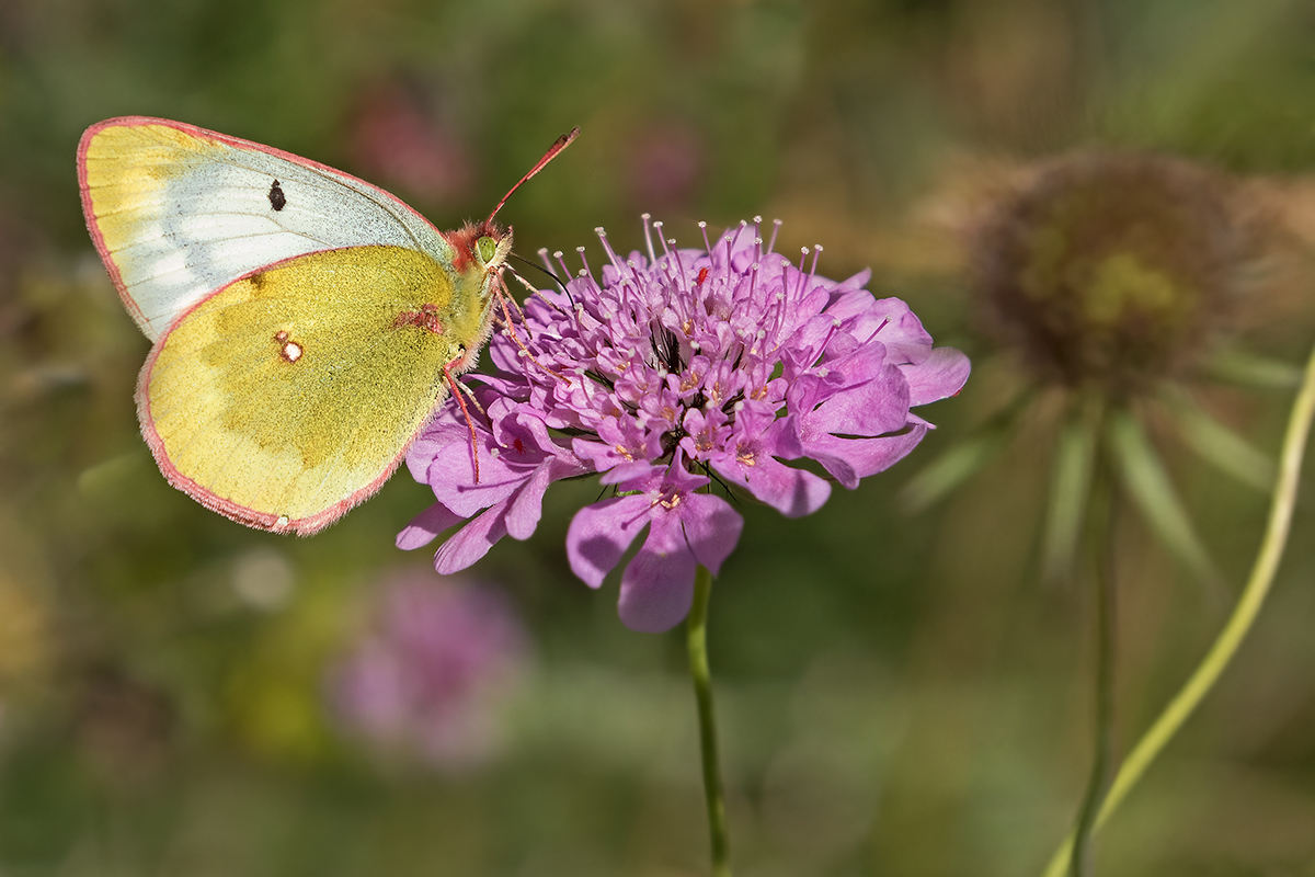 Colias phicomone