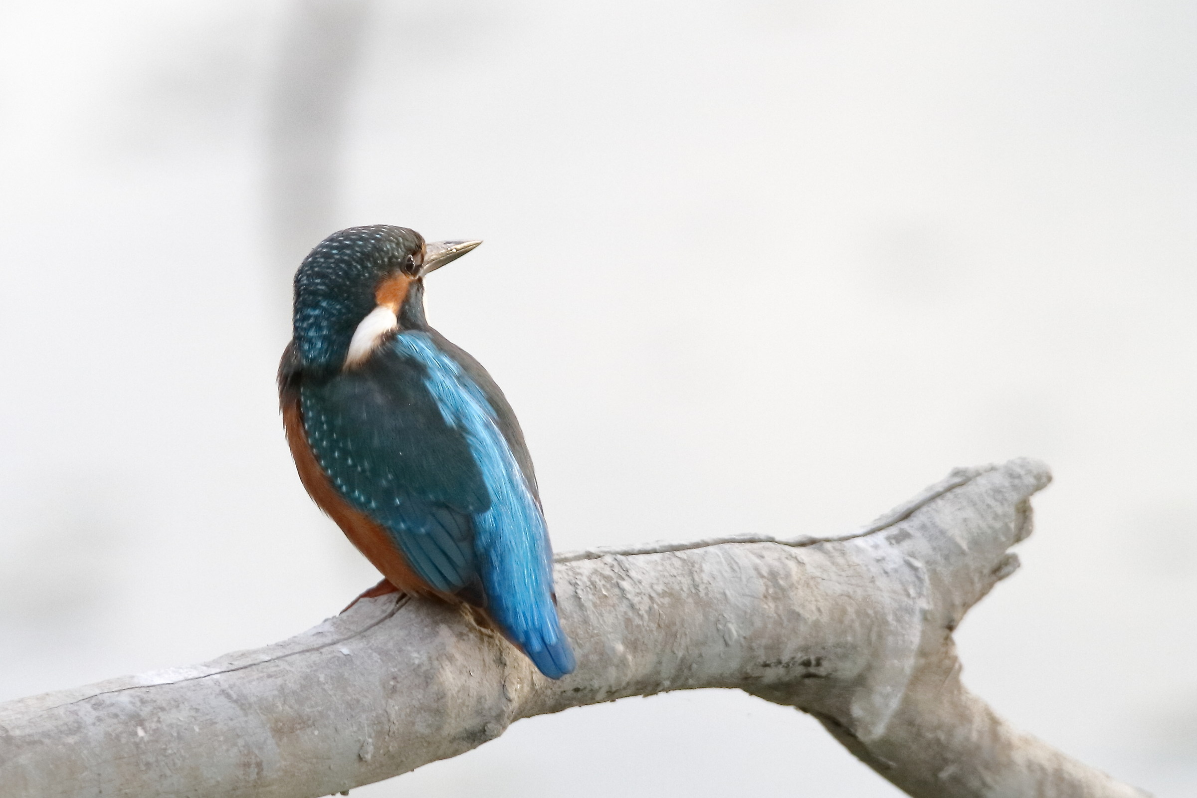 The "B" side of Martin Pescatore