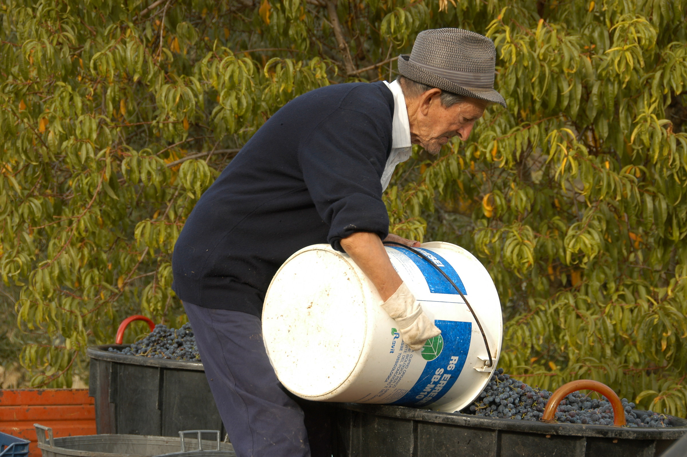 La raccolta dell'uva