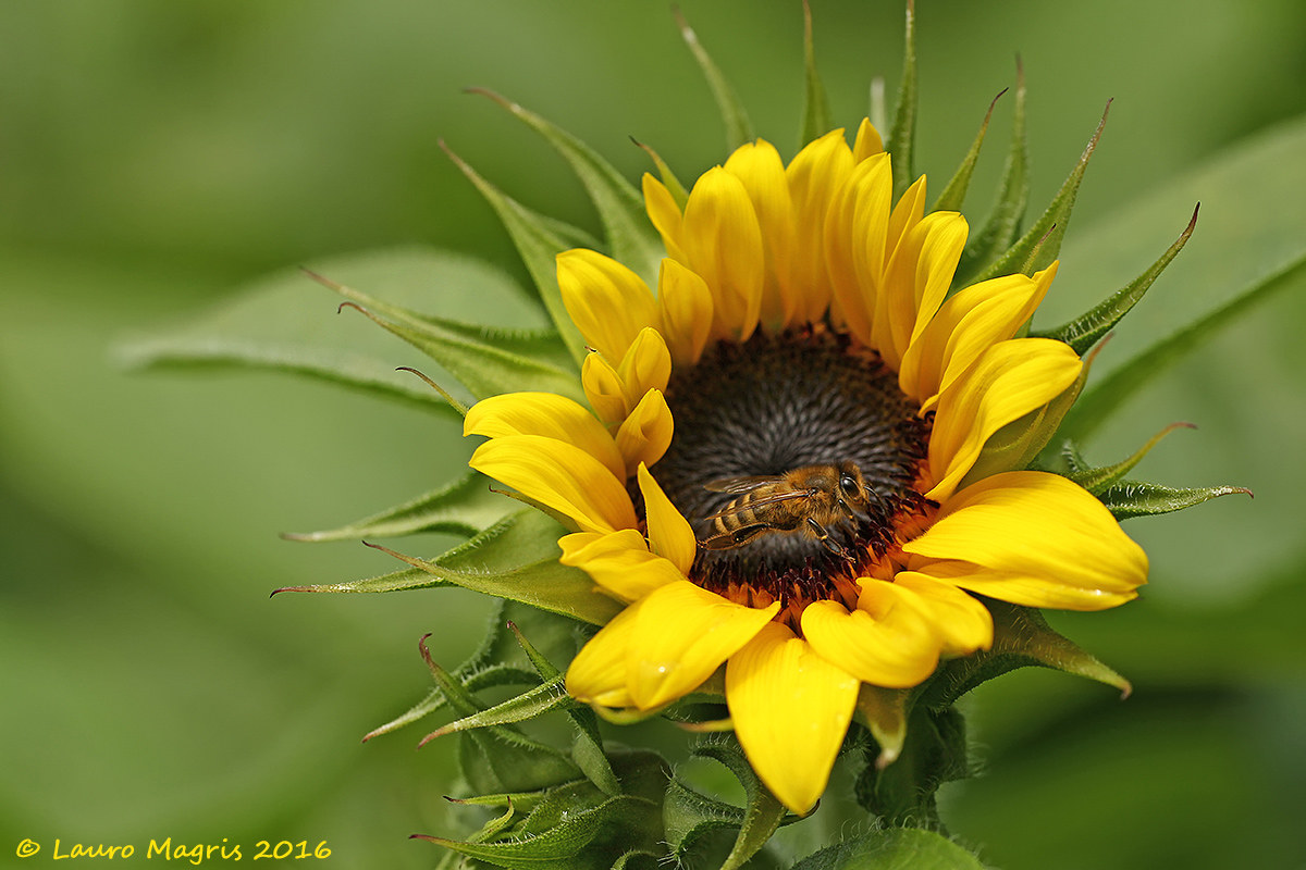 Visit the Sunflower