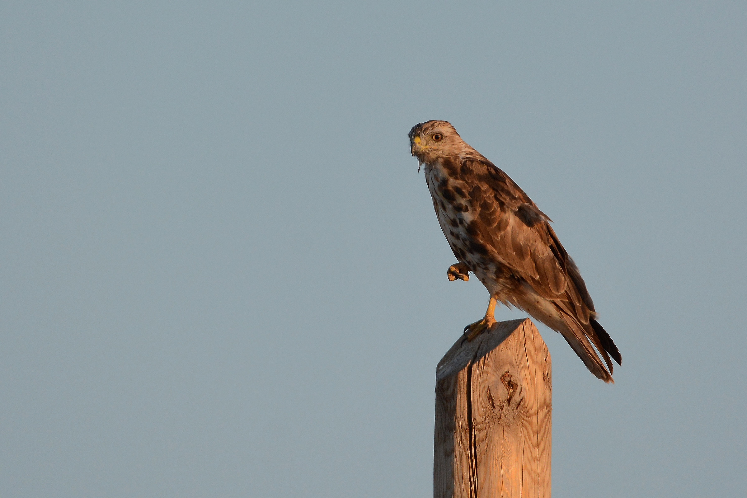 Lesser Kestrel (F)