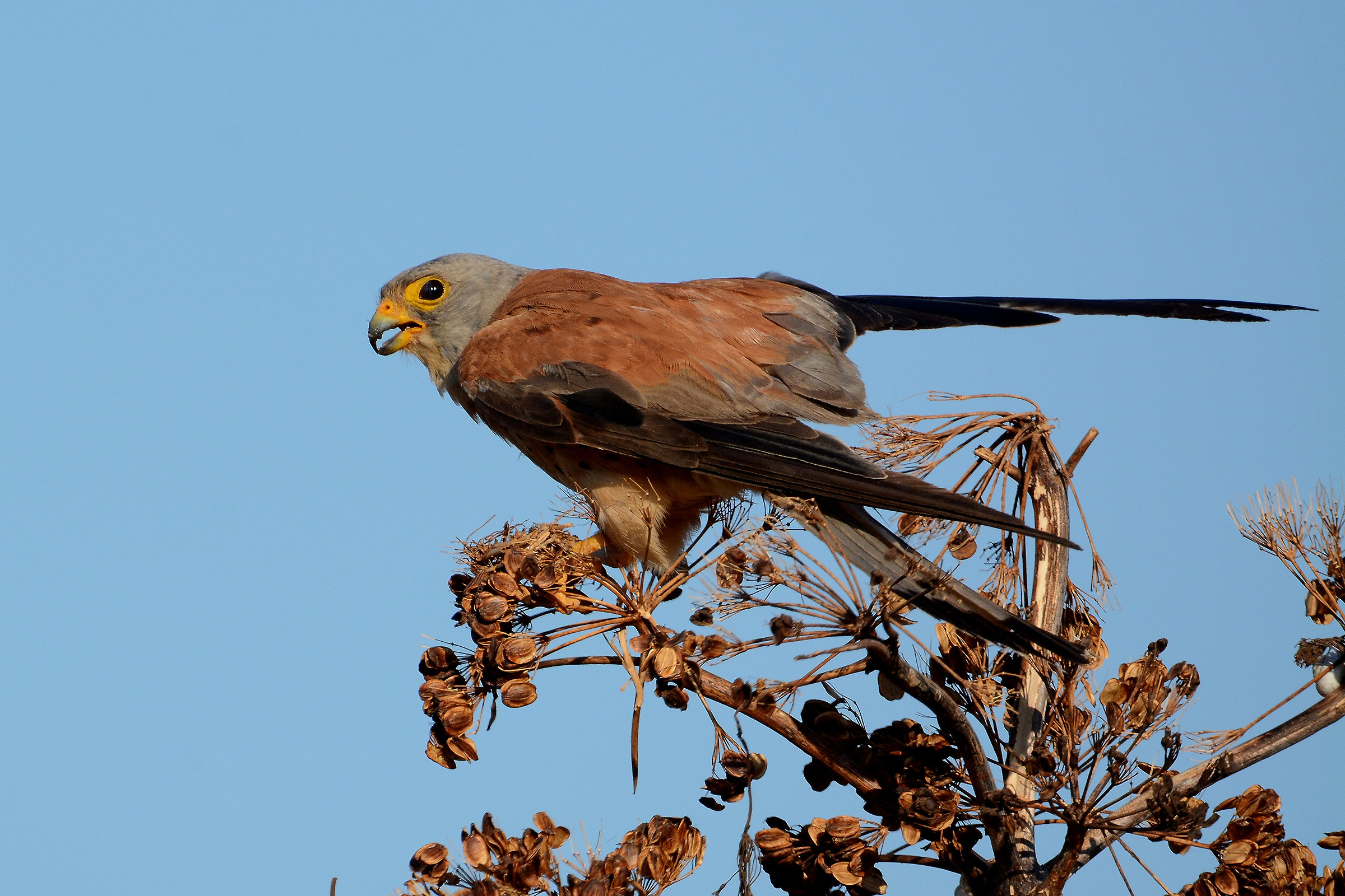 Lesser Kestrel (M)