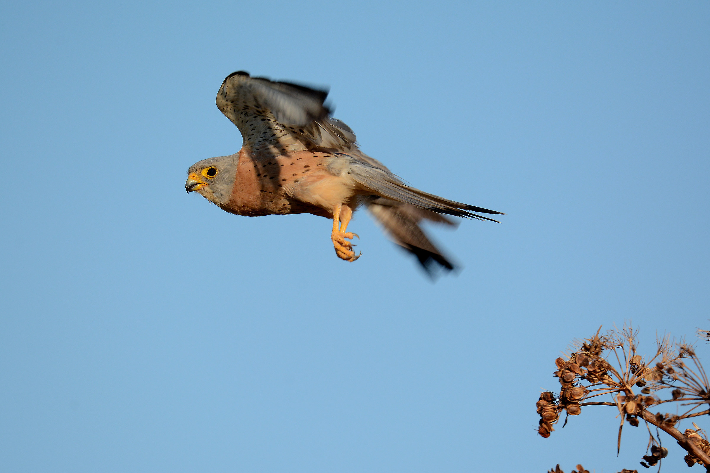 Lesser Kestrel (M)
