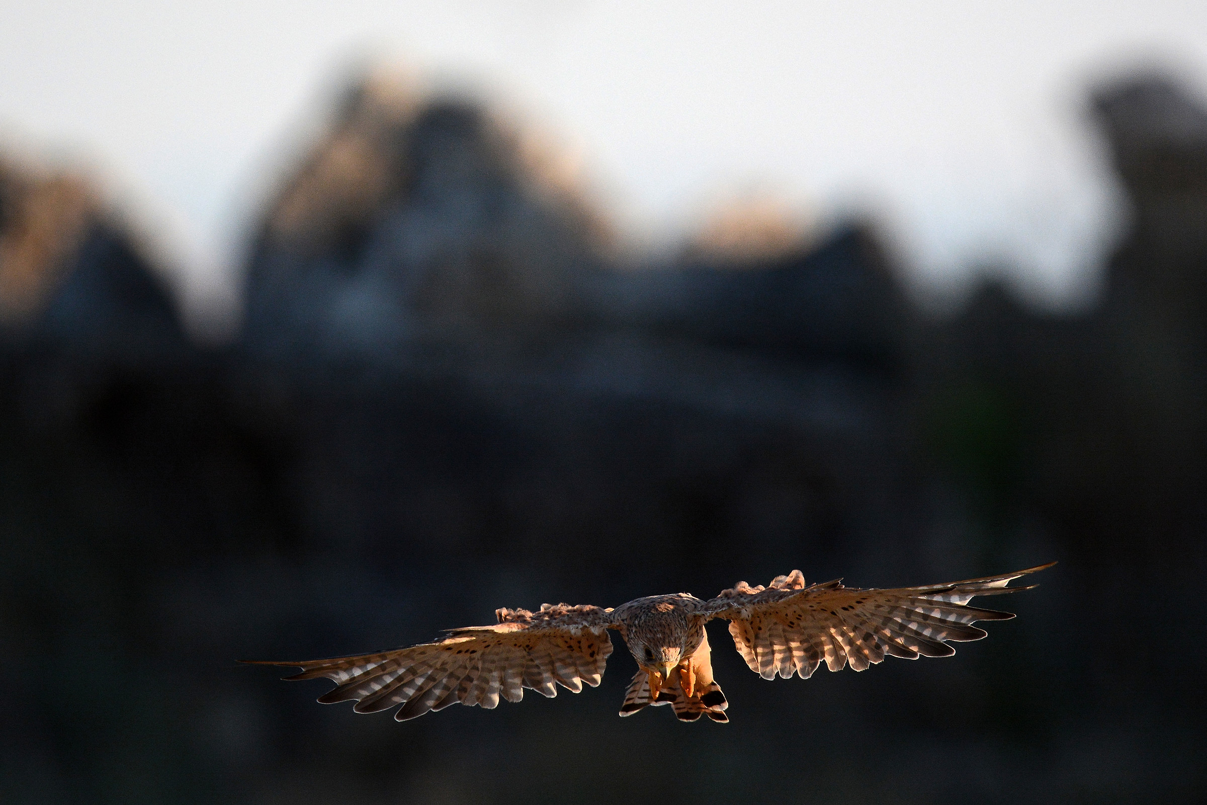 Lesser Kestrel (F)